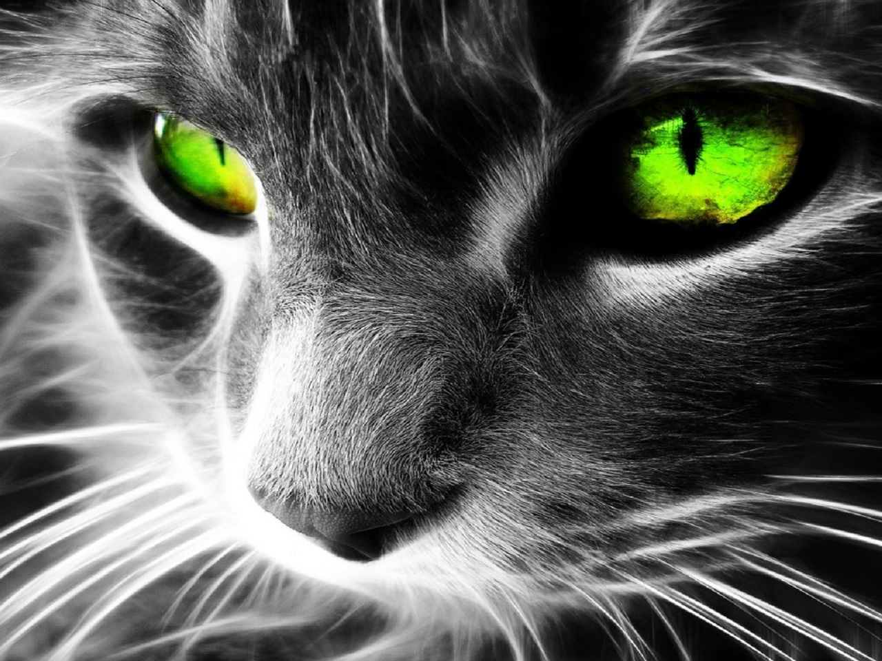 Free download wallpaper Cat, Animal on your PC desktop