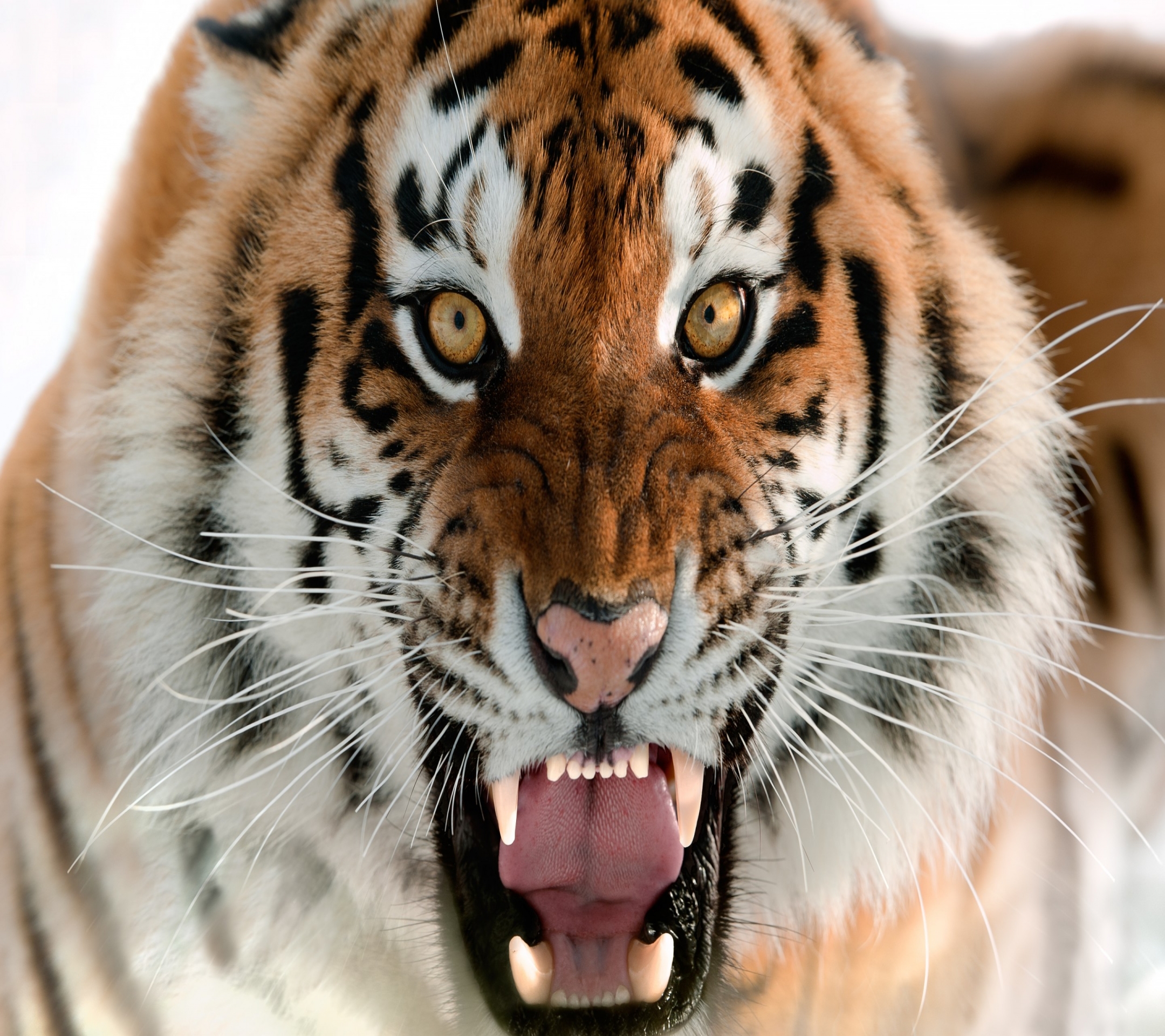 Baixar papel de parede para celular de Animais, Gatos, Tigre gratuito.