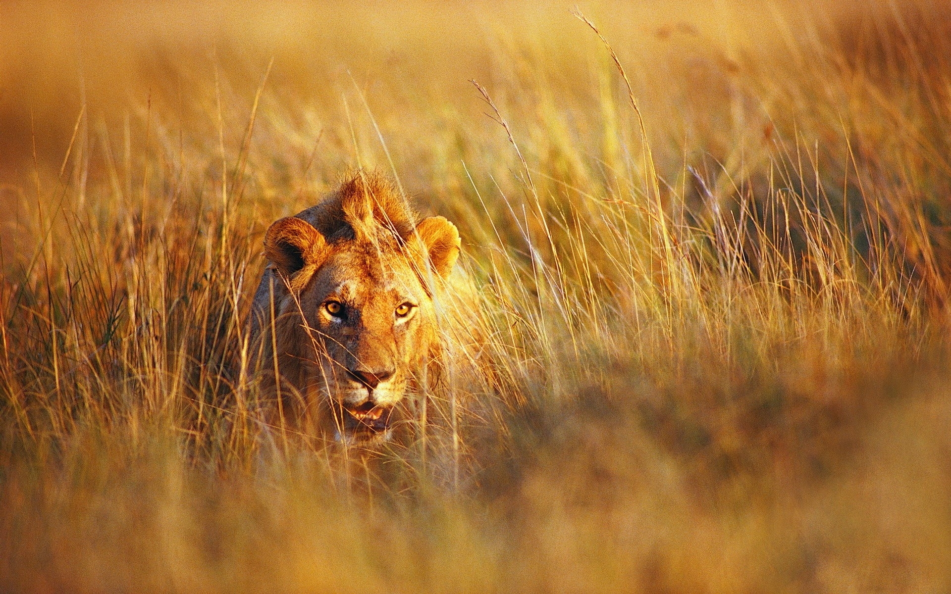 Descarga gratuita de fondo de pantalla para móvil de Animales, Gatos, León.