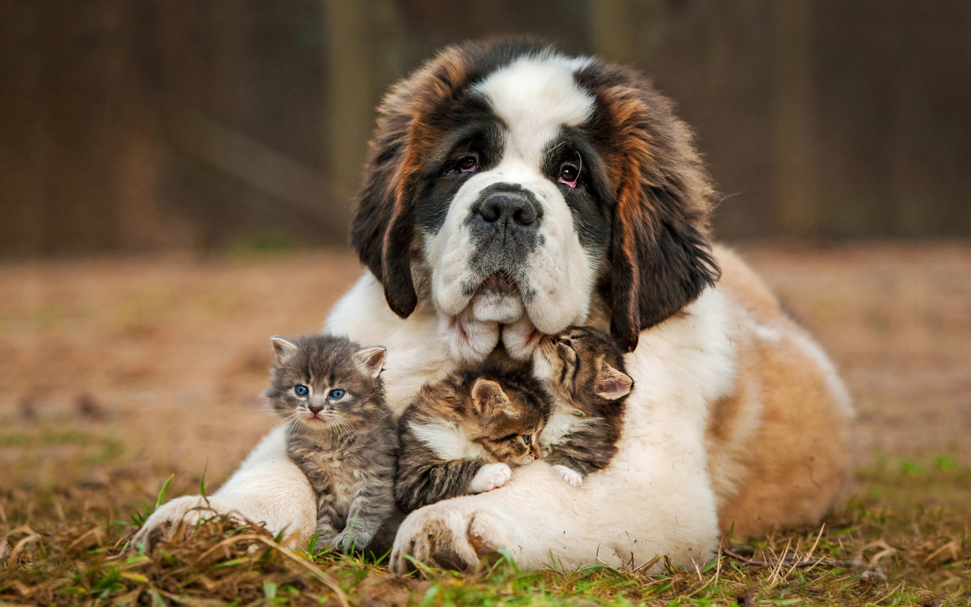Laden Sie das Tiere, Süß, Katz & Hund, Welpe-Bild kostenlos auf Ihren PC-Desktop herunter
