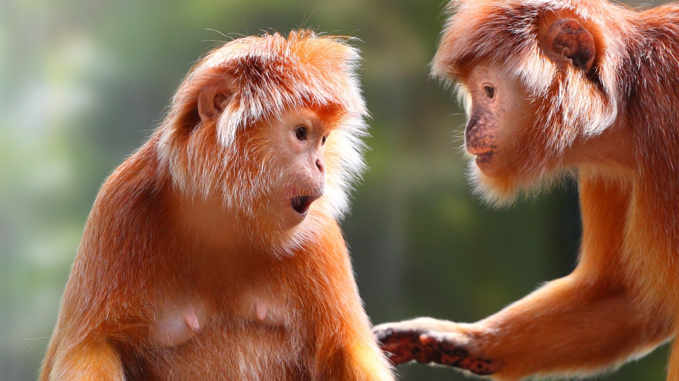 Free download wallpaper Monkeys, Monkey, Animal on your PC desktop