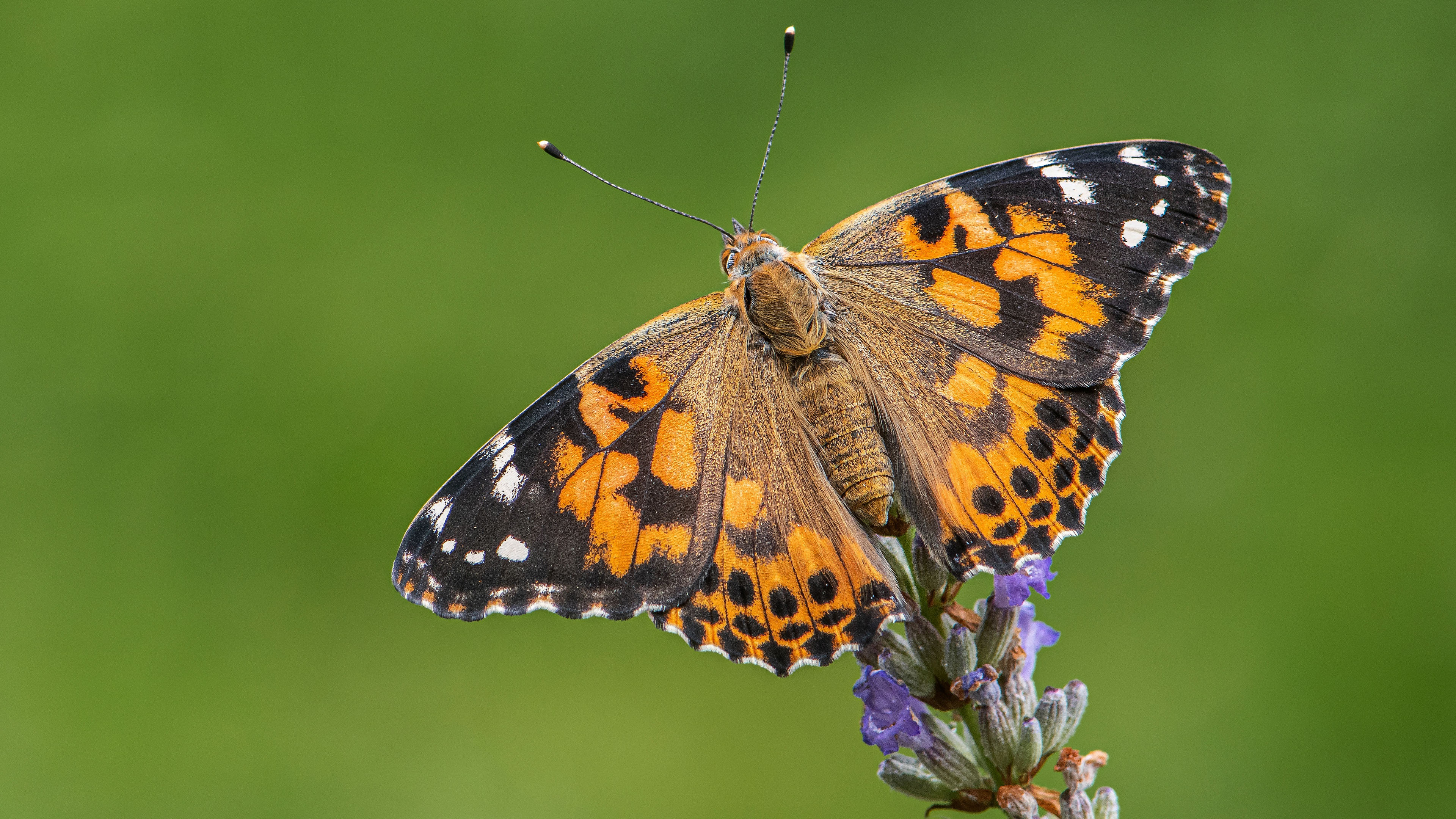 Descarga gratis la imagen Animales, Mariposa en el escritorio de tu PC