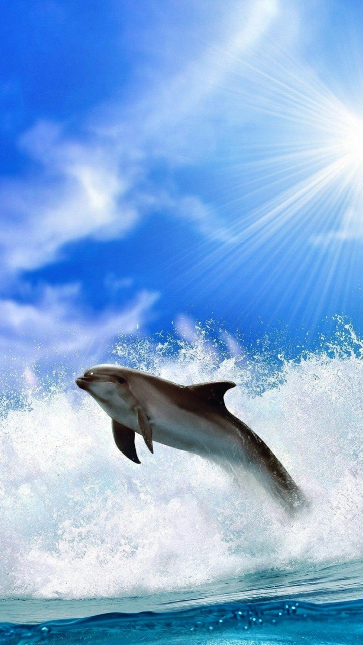 Handy-Wallpaper Tiere, Delfin, Welle kostenlos herunterladen.