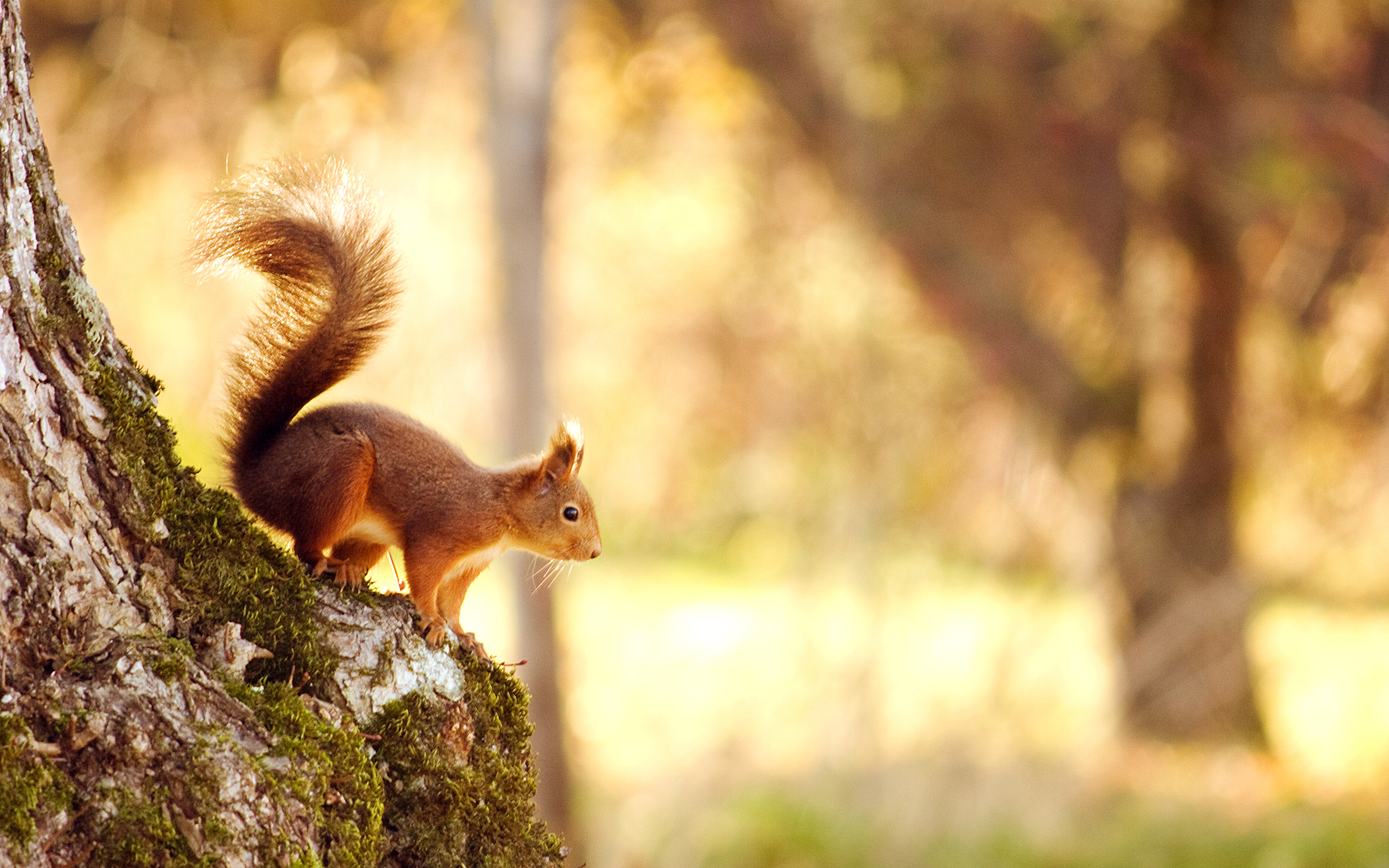 Descarga gratuita de fondo de pantalla para móvil de Animales, Ardilla.