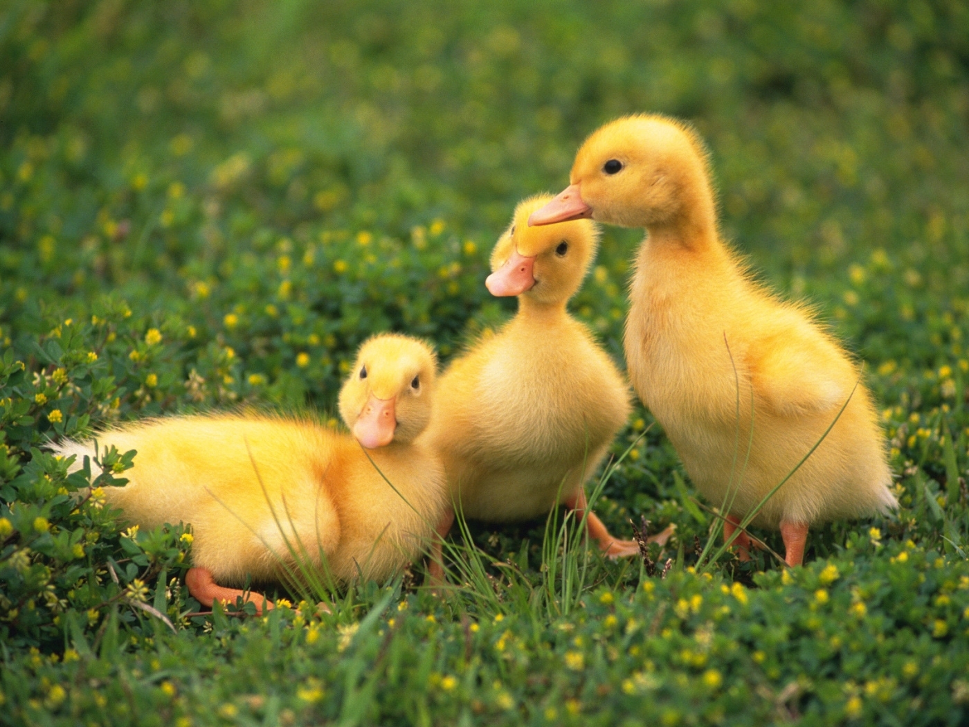 43162 descargar imagen ducks, animales, verde: fondos de pantalla y protectores de pantalla gratis