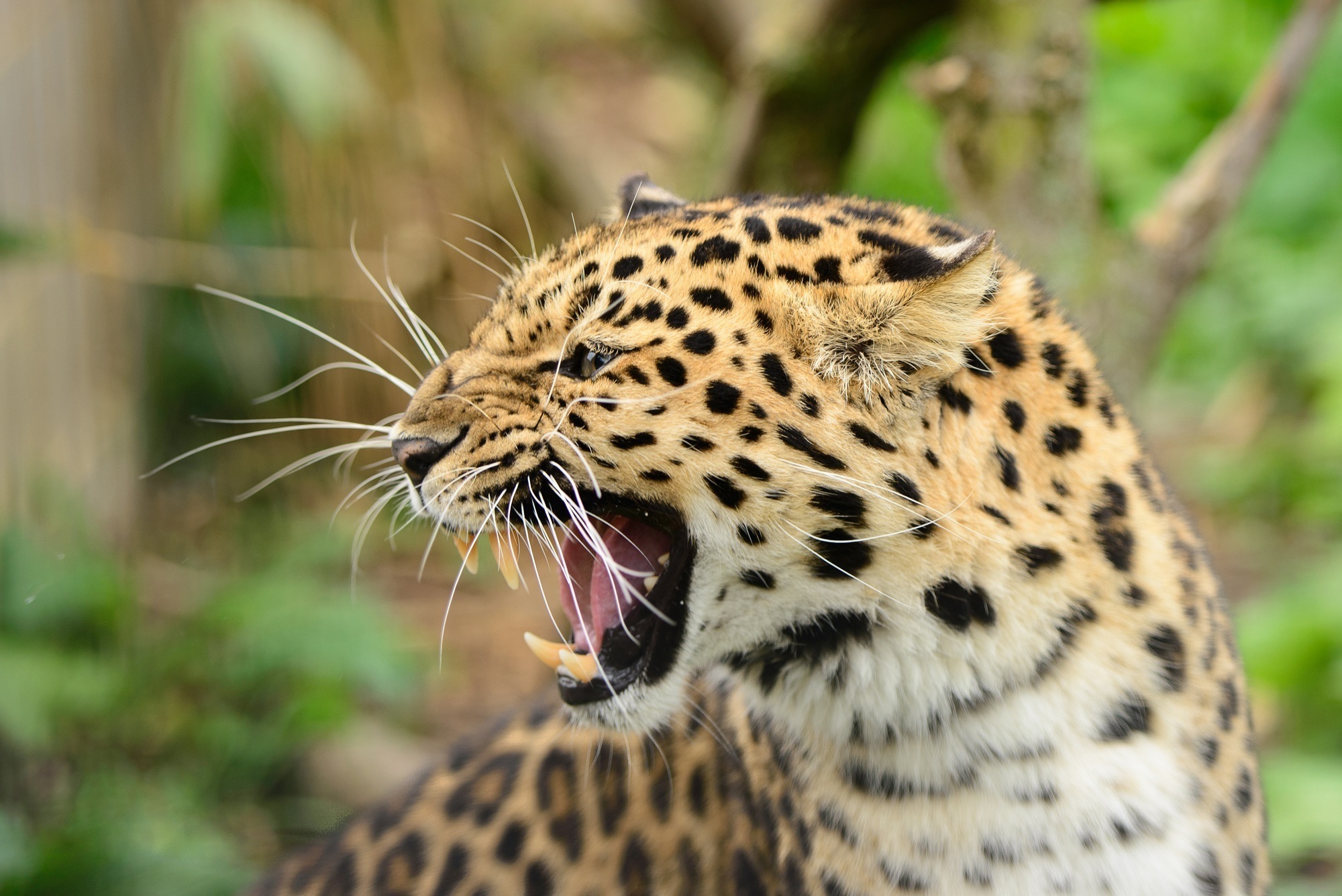 Handy-Wallpaper Leopard, Katzen, Tiere kostenlos herunterladen.