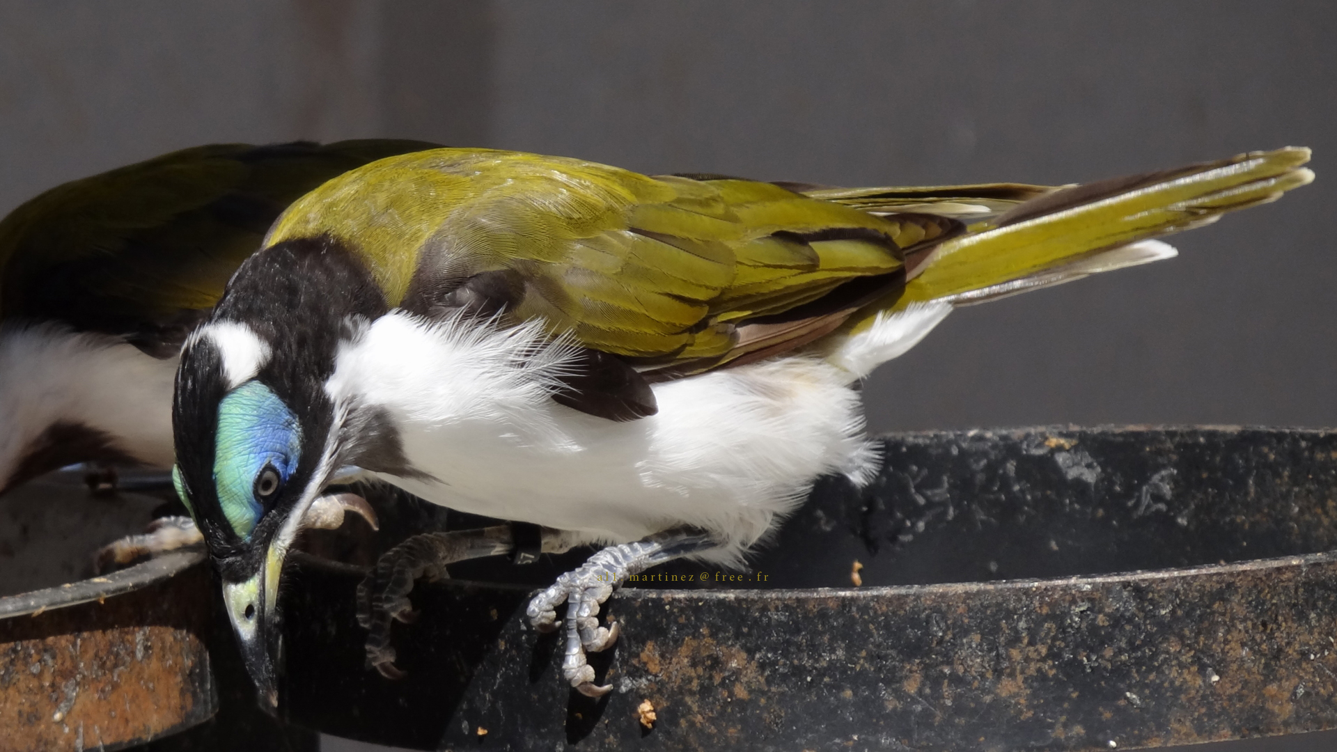 Baixar papel de parede para celular de Pássaro, Aves, Animais gratuito.