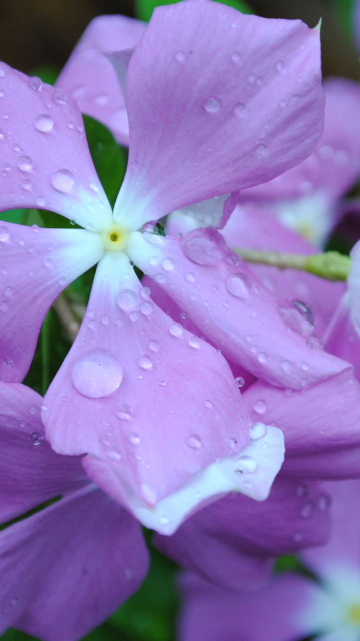 Descarga gratuita de fondo de pantalla para móvil de Flores, Flor, Tierra/naturaleza.