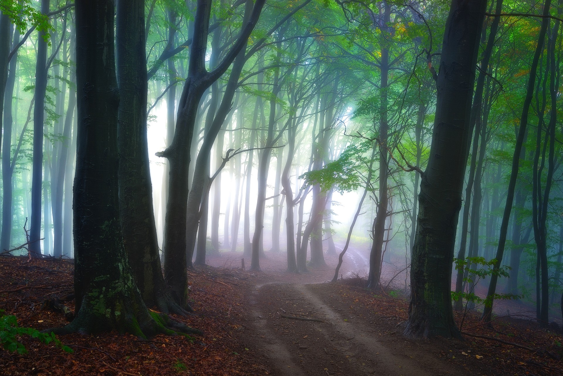 Download mobile wallpaper Forest, Fog, Earth, Path, Dirt Road for free.