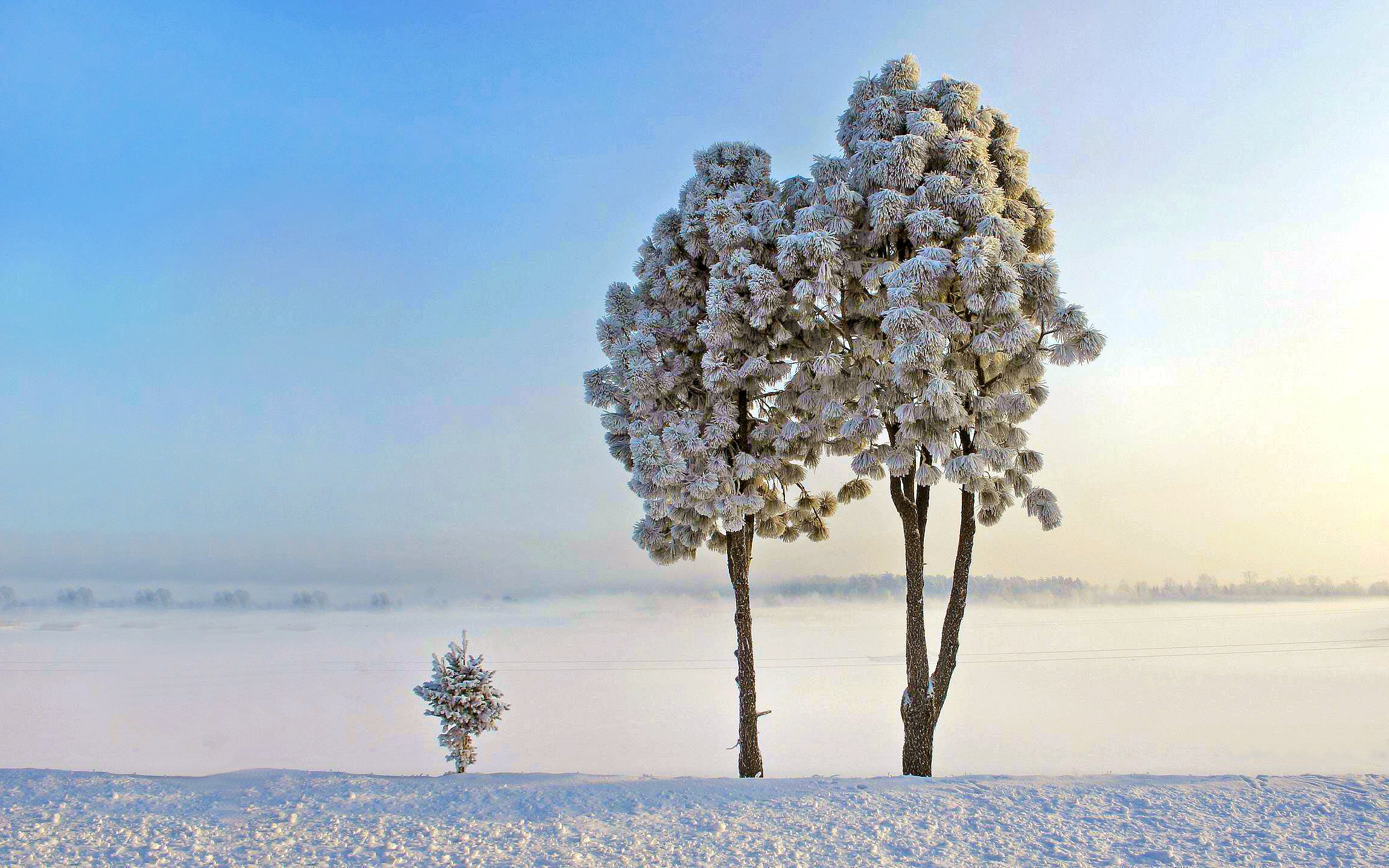 Скачать картинку Зима, Небо, Снег, Дерево, Белый, Земля/природа в телефон бесплатно.