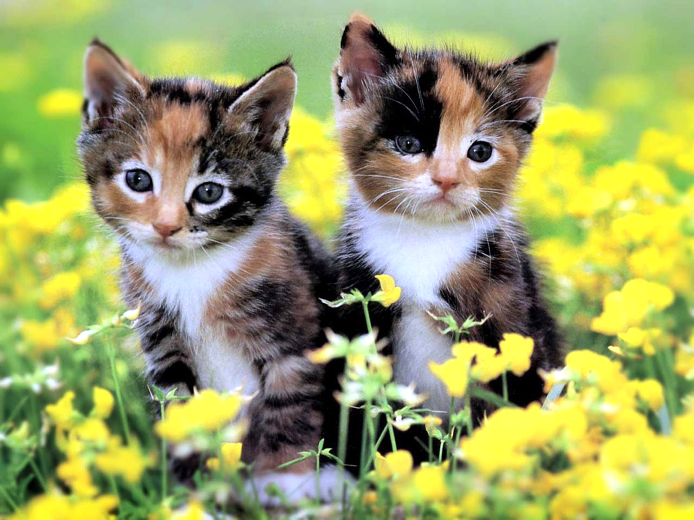 Free download wallpaper Cats, Cat, Kitten, Close Up, Animal, Cute on your PC desktop