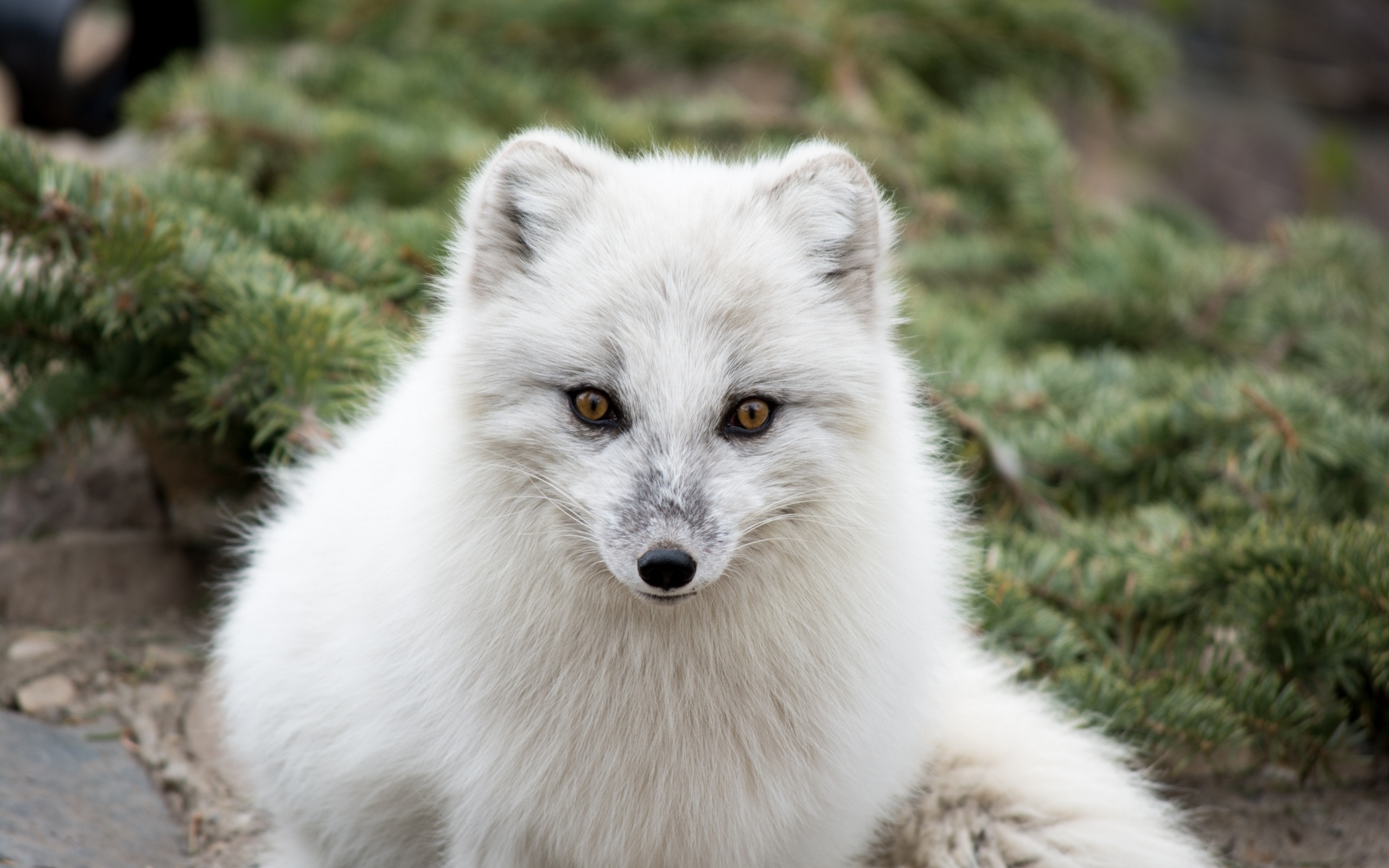 Baixe gratuitamente a imagem Animais, Cães, Raposa Do Ártico na área de trabalho do seu PC