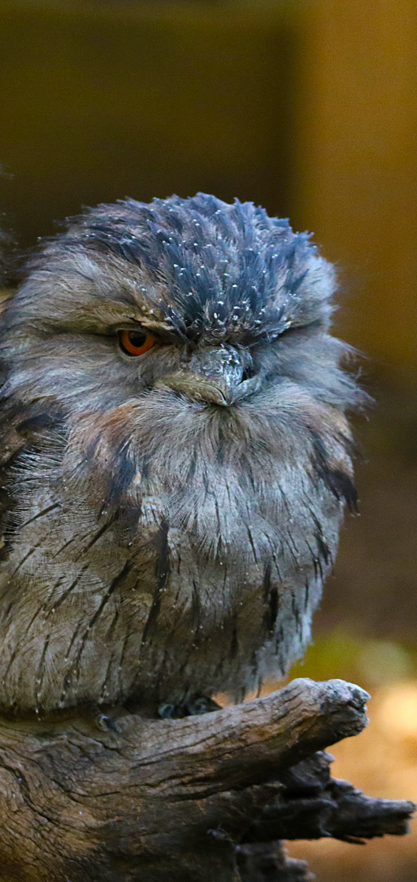 Download mobile wallpaper Birds, Bird, Animal, Tawny Frogmouth for free.