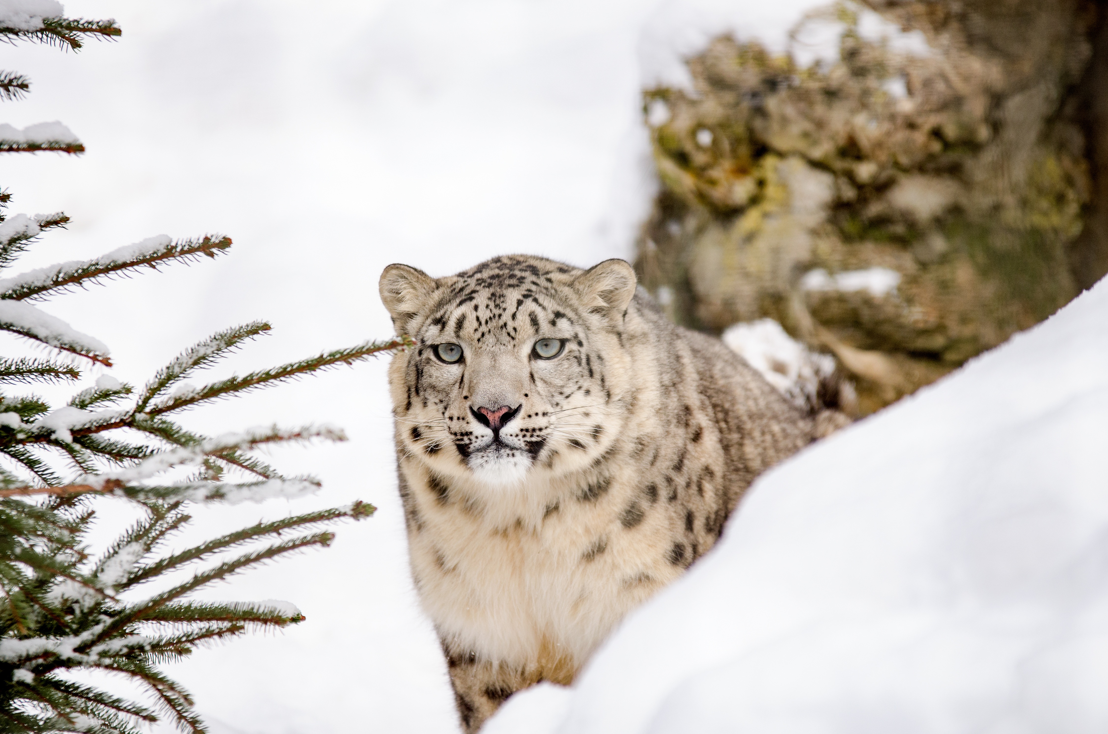 Free download wallpaper Cats, Snow Leopard, Animal, Stare on your PC desktop