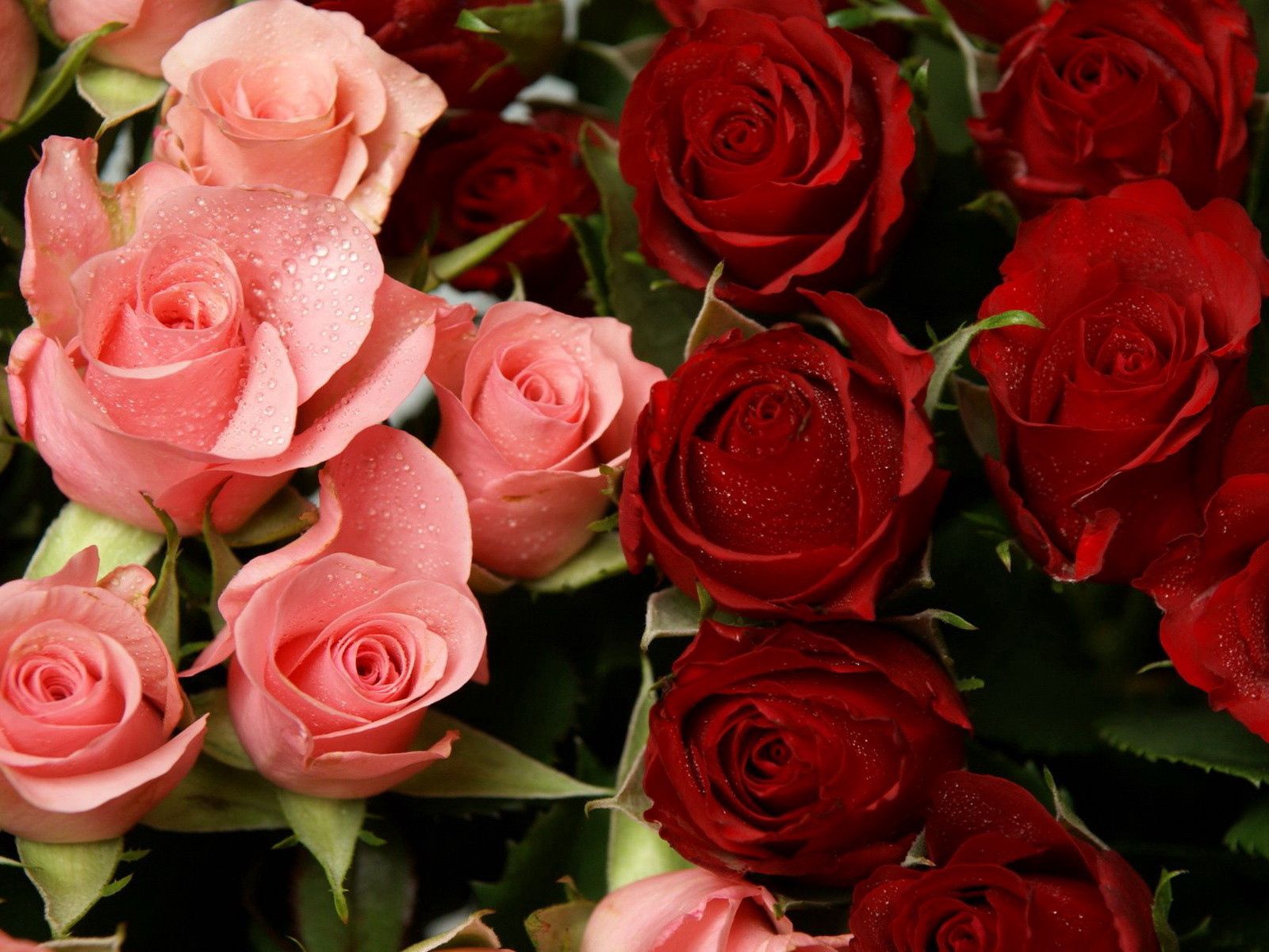 139049 descargar imagen flores, roses, rosa, drops, rojo, frescura, rosado: fondos de pantalla y protectores de pantalla gratis