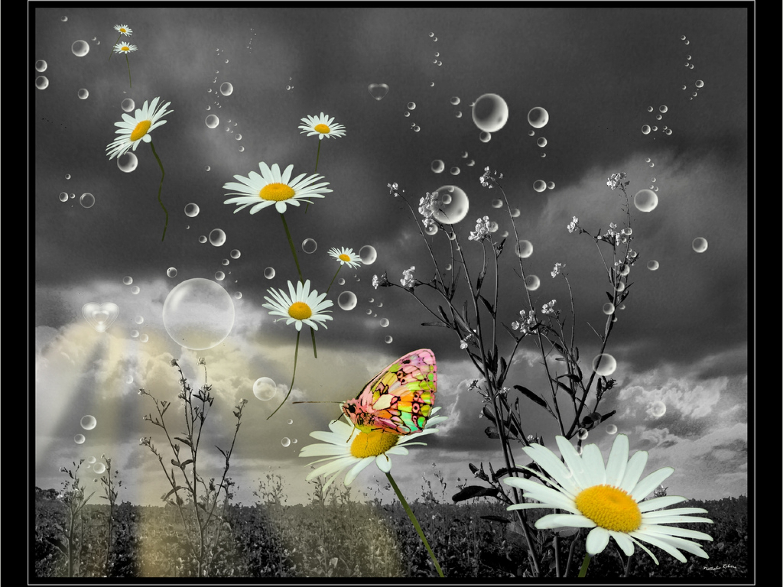 264118 descargar fondo de pantalla flor, burbuja, artístico, mariposa, margarita, flores: protectores de pantalla e imágenes gratis