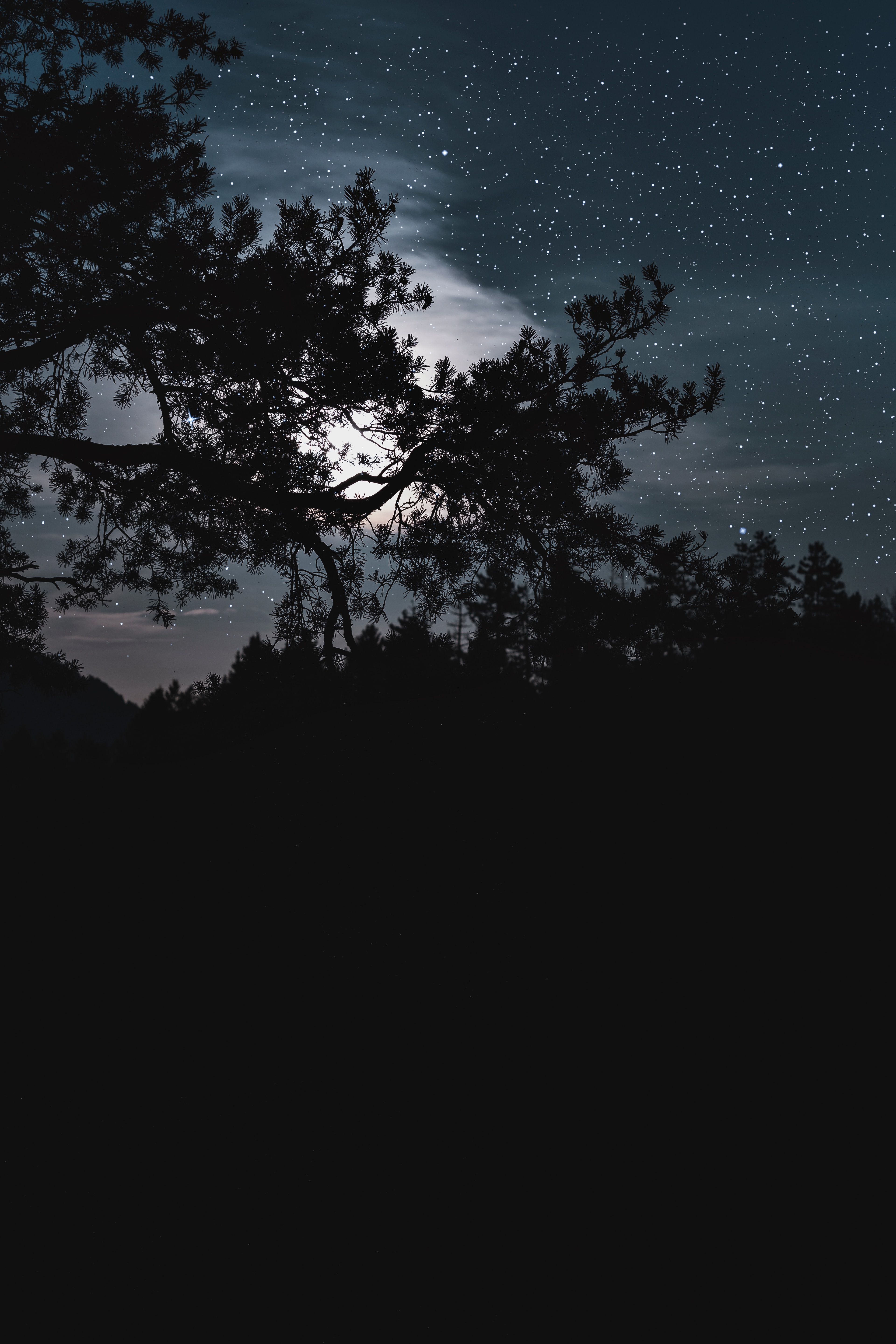 Download mobile wallpaper Stars, Clouds, Trees, Starry Sky, Night, Dark for free.