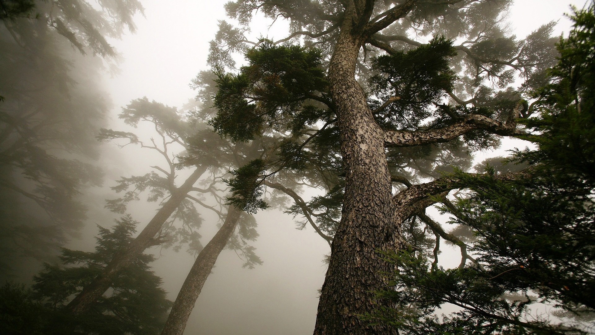 Téléchargez gratuitement l'image Arbre, Terre/nature sur le bureau de votre PC