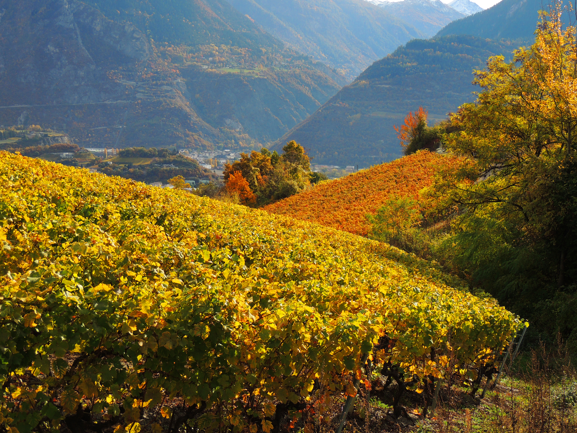 Descarga gratis la imagen Otoño, Tierra/naturaleza en el escritorio de tu PC