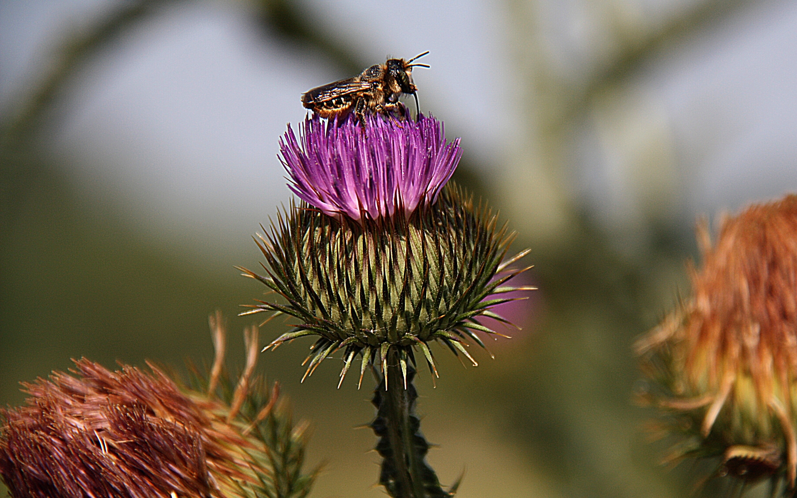 28392 descargar fondo de pantalla insectos, flores, abejas: protectores de pantalla e imágenes gratis