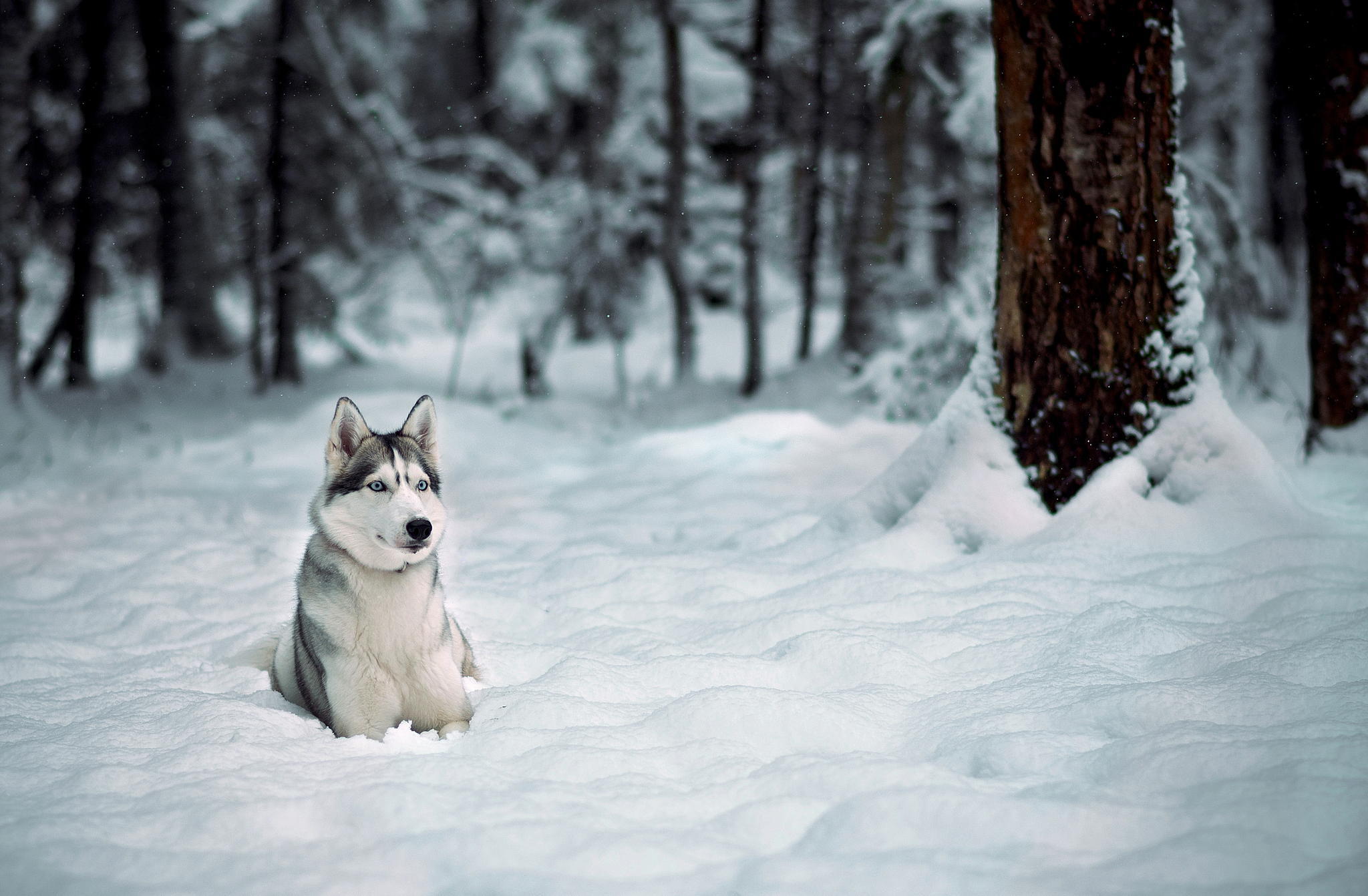 無料モバイル壁紙ハスキー, 雪, 犬, 動物をダウンロードします。