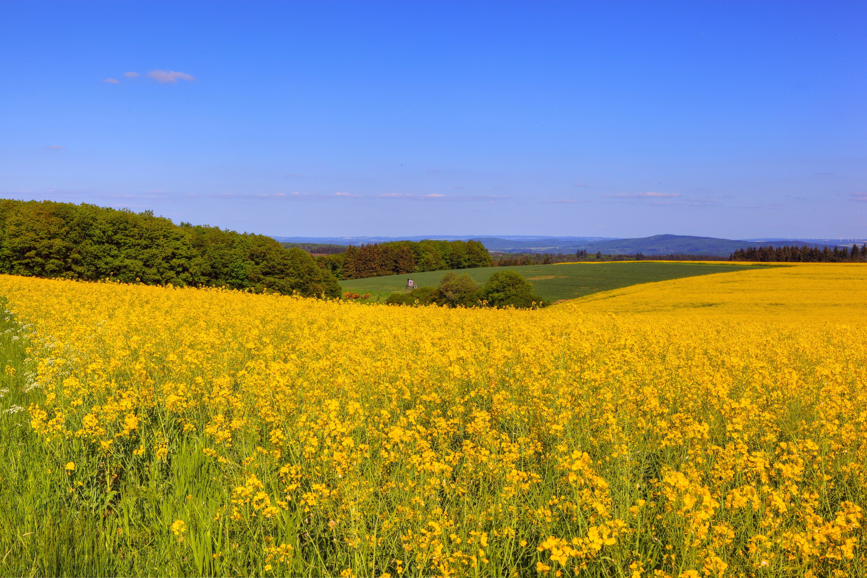 Download mobile wallpaper Landscape, Nature, Horizon, Flower, Earth, Field, Yellow Flower for free.