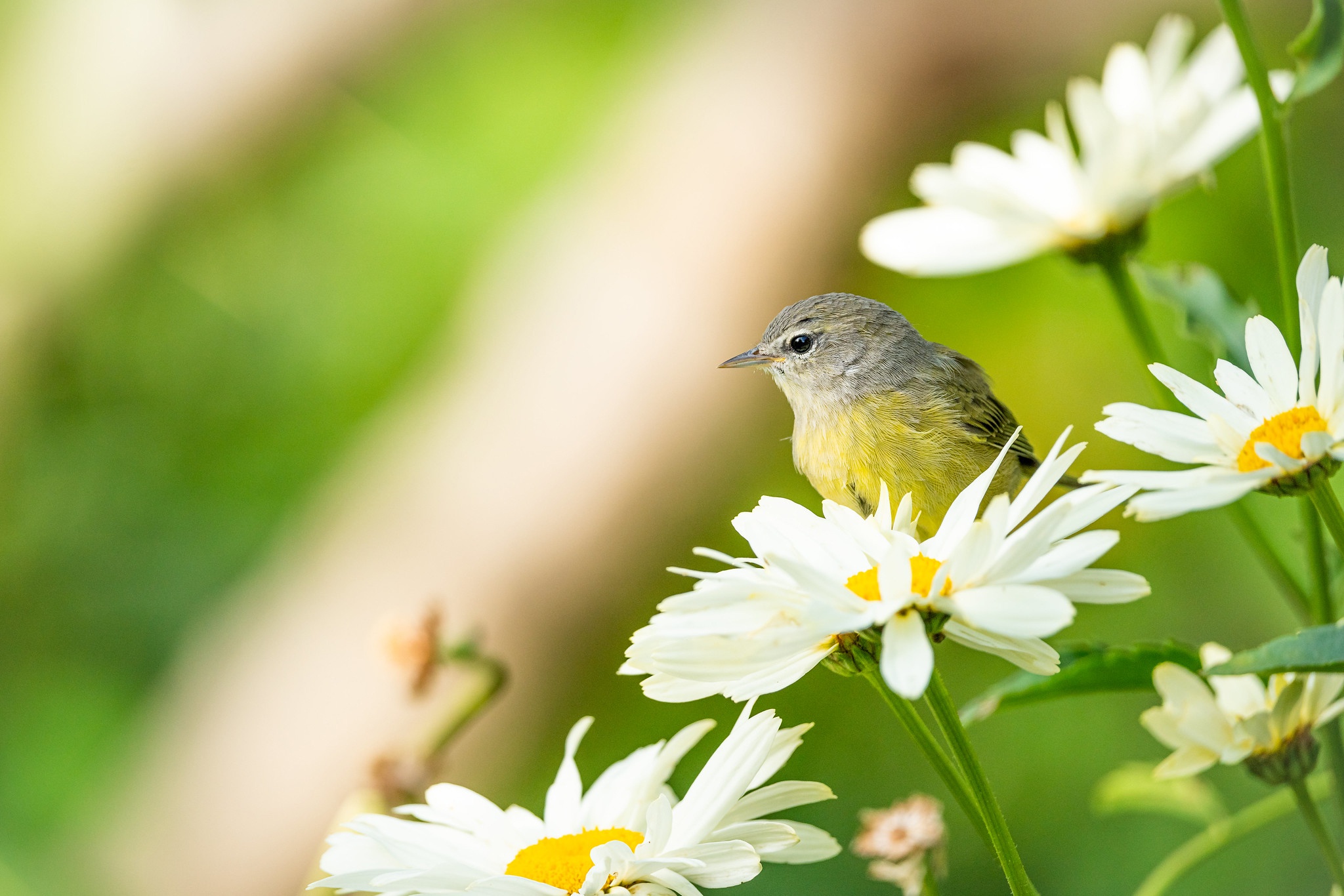 Laden Sie das Tiere, Vögel, Blume, Vogel, Echte Kamille-Bild kostenlos auf Ihren PC-Desktop herunter