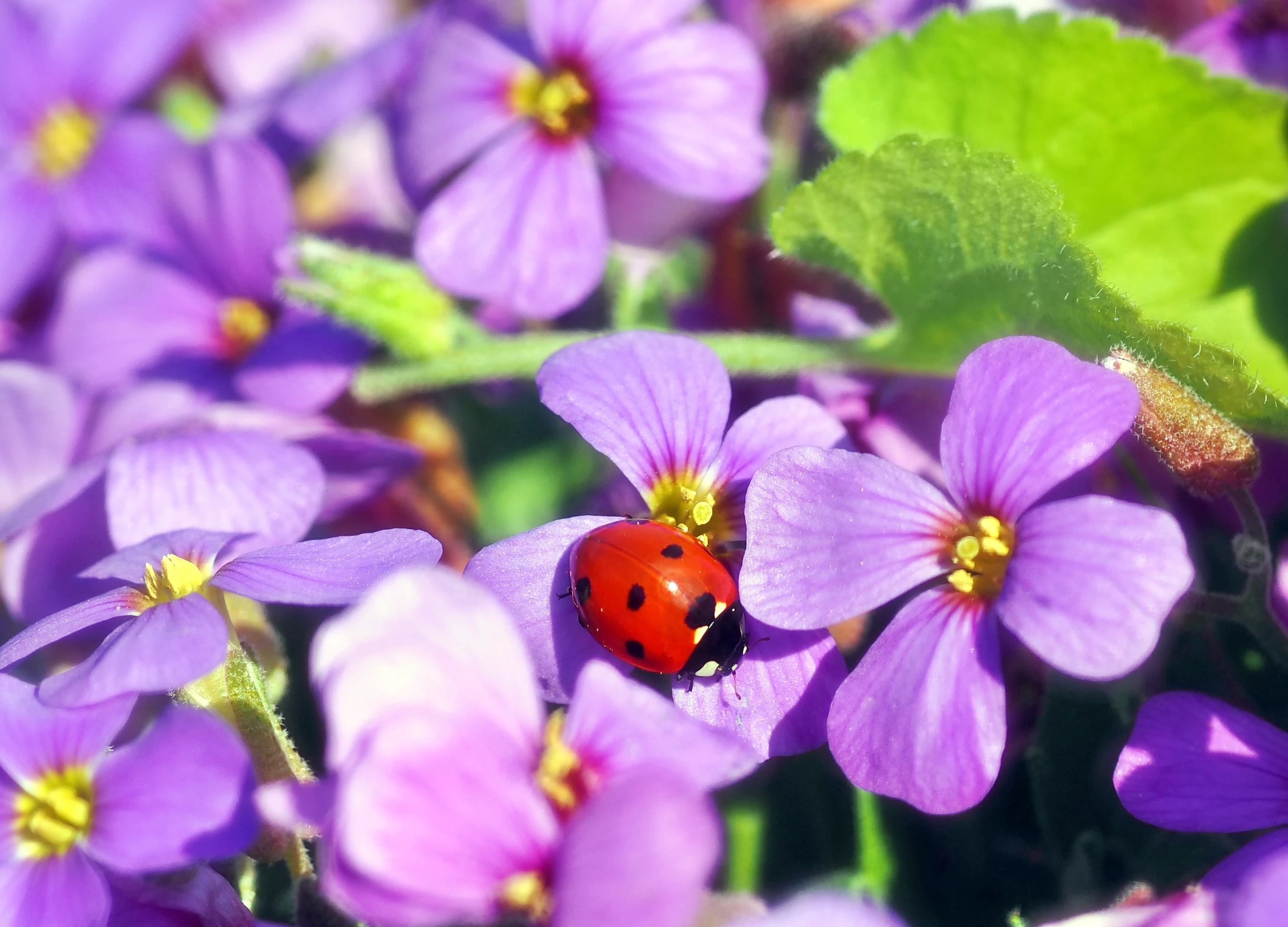 Download mobile wallpaper Flower, Insect, Animal, Ladybug, Purple Flower for free.