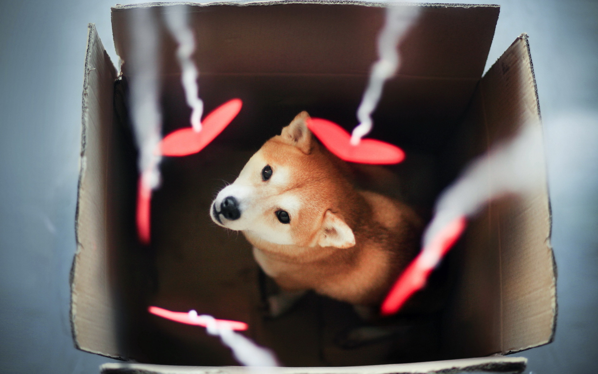 1464005 descargar imagen animales, shiba inu, lindo, perro, corazón, amor: fondos de pantalla y protectores de pantalla gratis