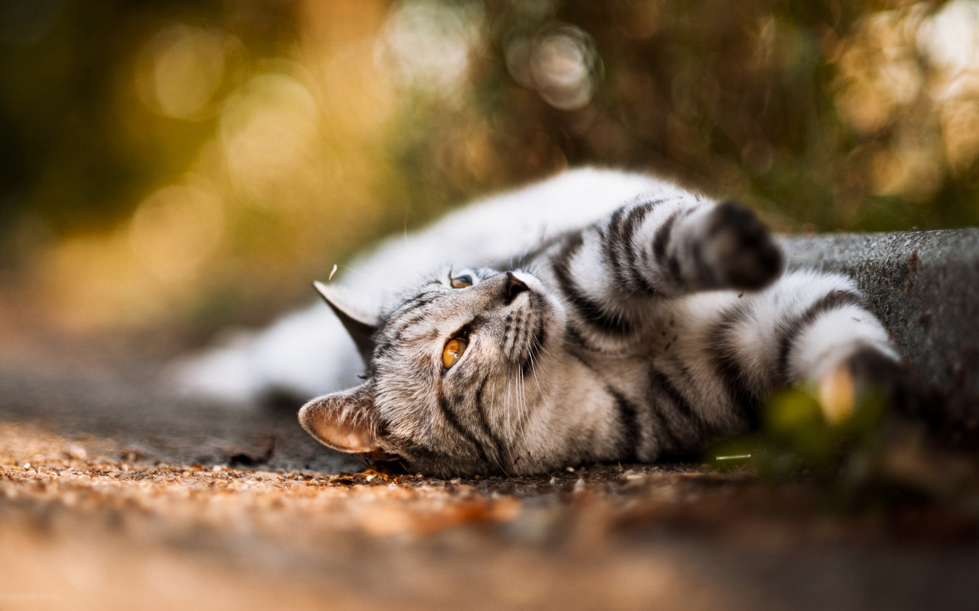 Handy-Wallpaper Tiere, Katze kostenlos herunterladen.