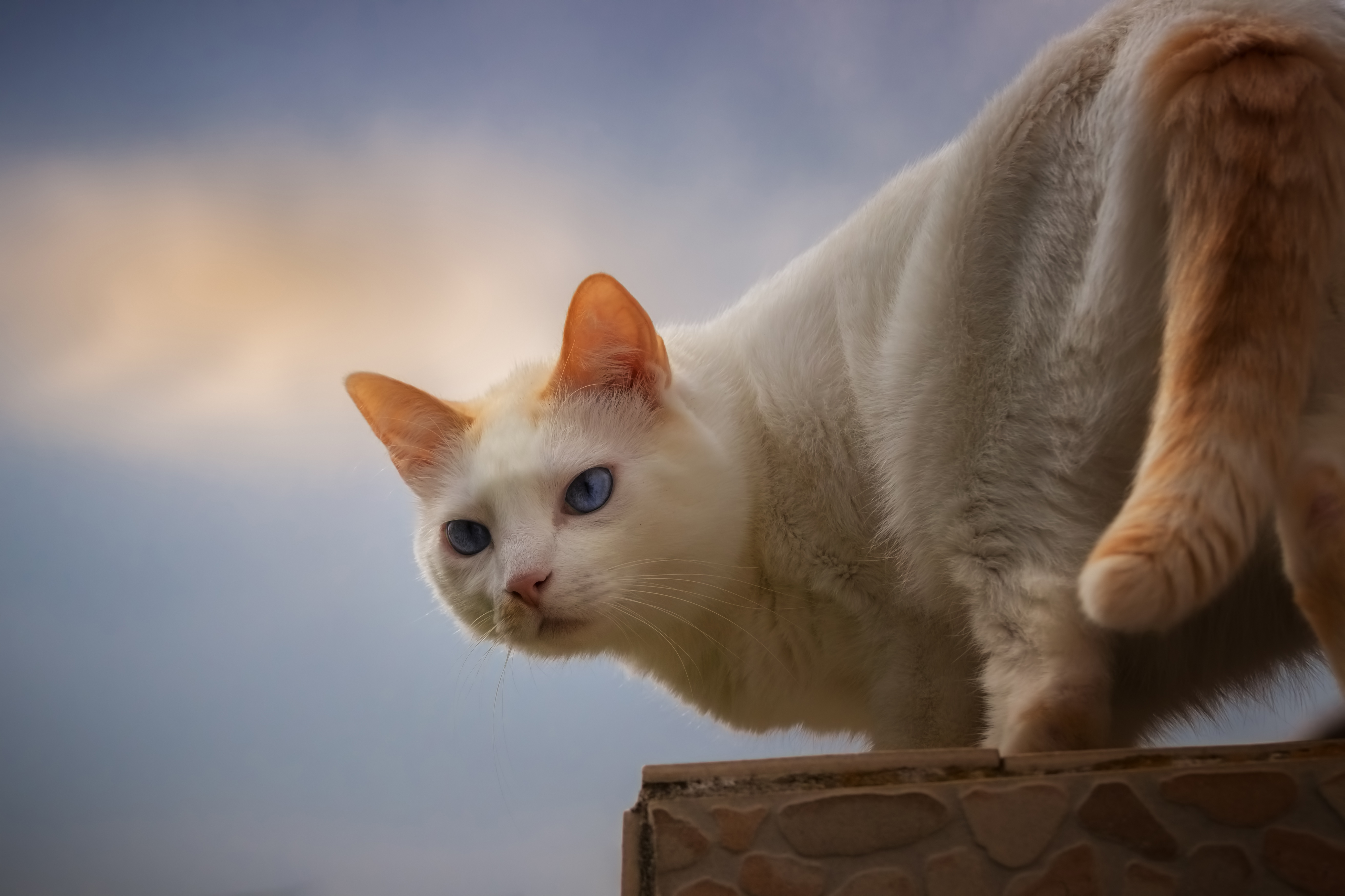 476303 économiseurs d'écran et fonds d'écran Chats sur votre téléphone. Téléchargez  images gratuitement