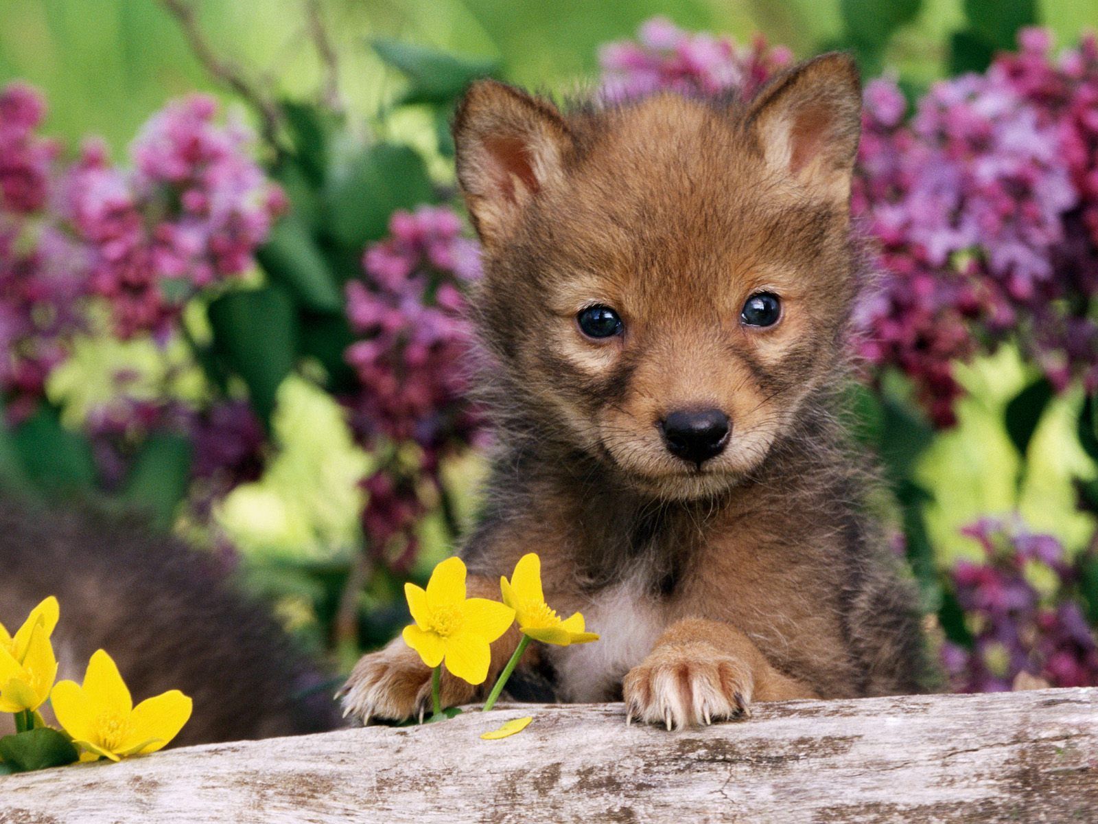PCデスクトップに動物, 草, 若い, ジョーイ, 狼, 犬, 子犬画像を無料でダウンロード