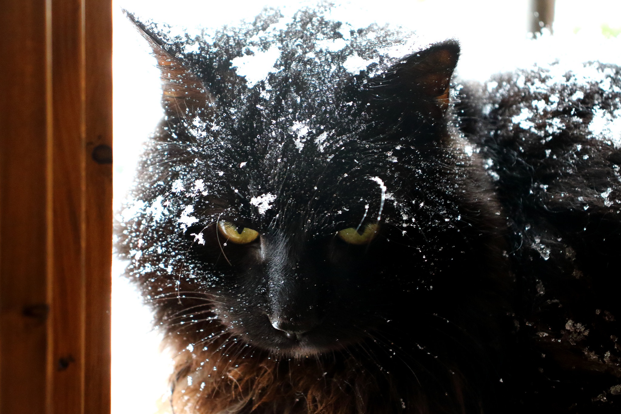 Free download wallpaper Winter, Cats, Snow, Cat, Animal on your PC desktop
