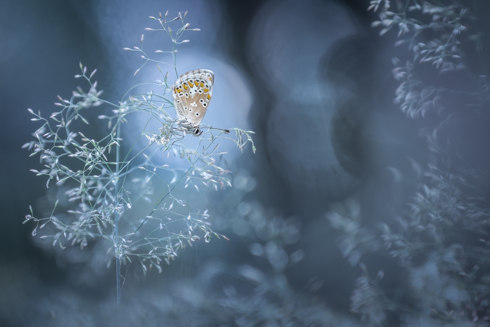 Download mobile wallpaper Nature, Plant, Macro, Butterfly, Animal, Bokeh for free.
