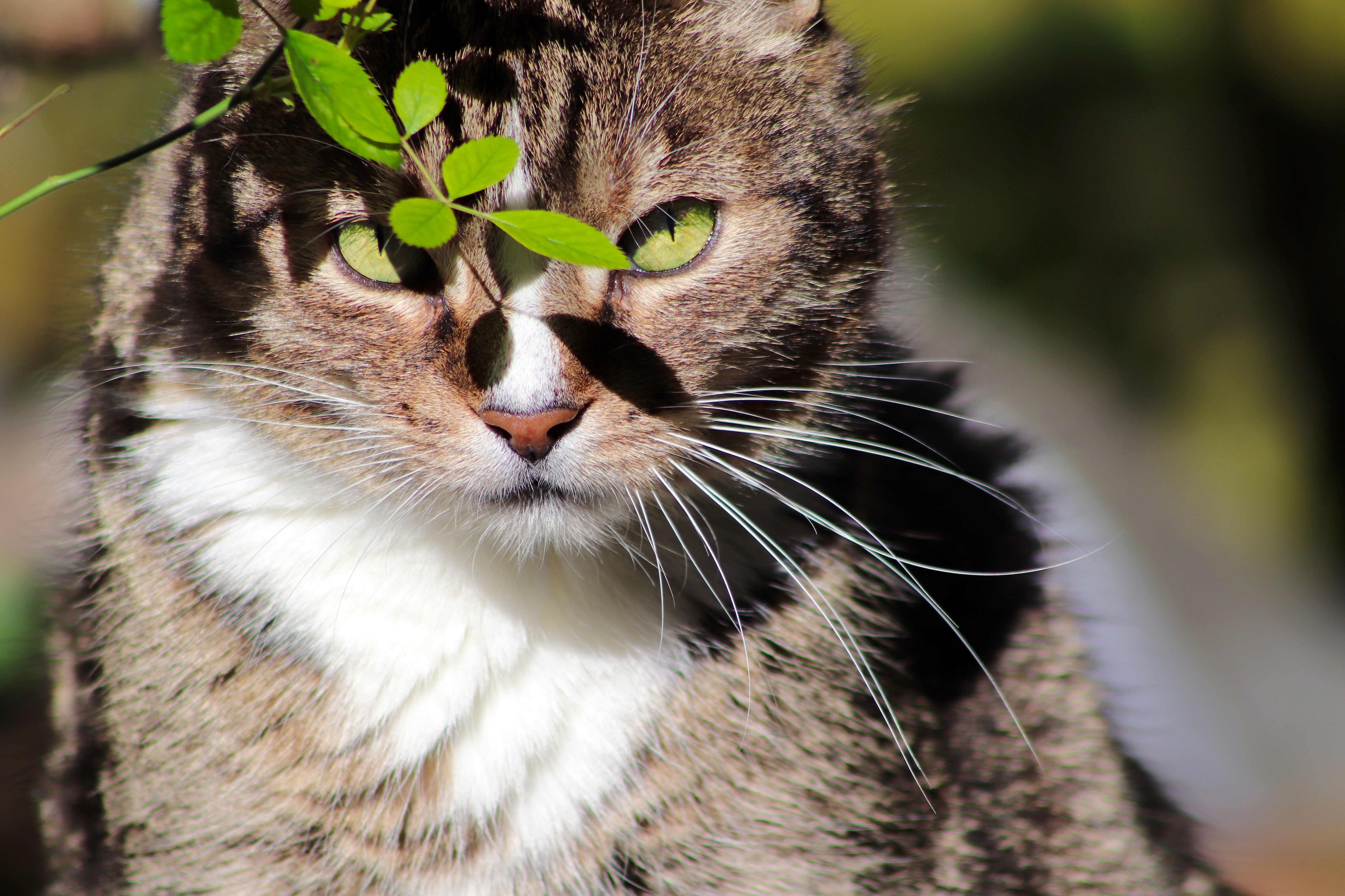 Baixar papel de parede para celular de Animais, Gatos, Gato, Olhar Fixamente gratuito.