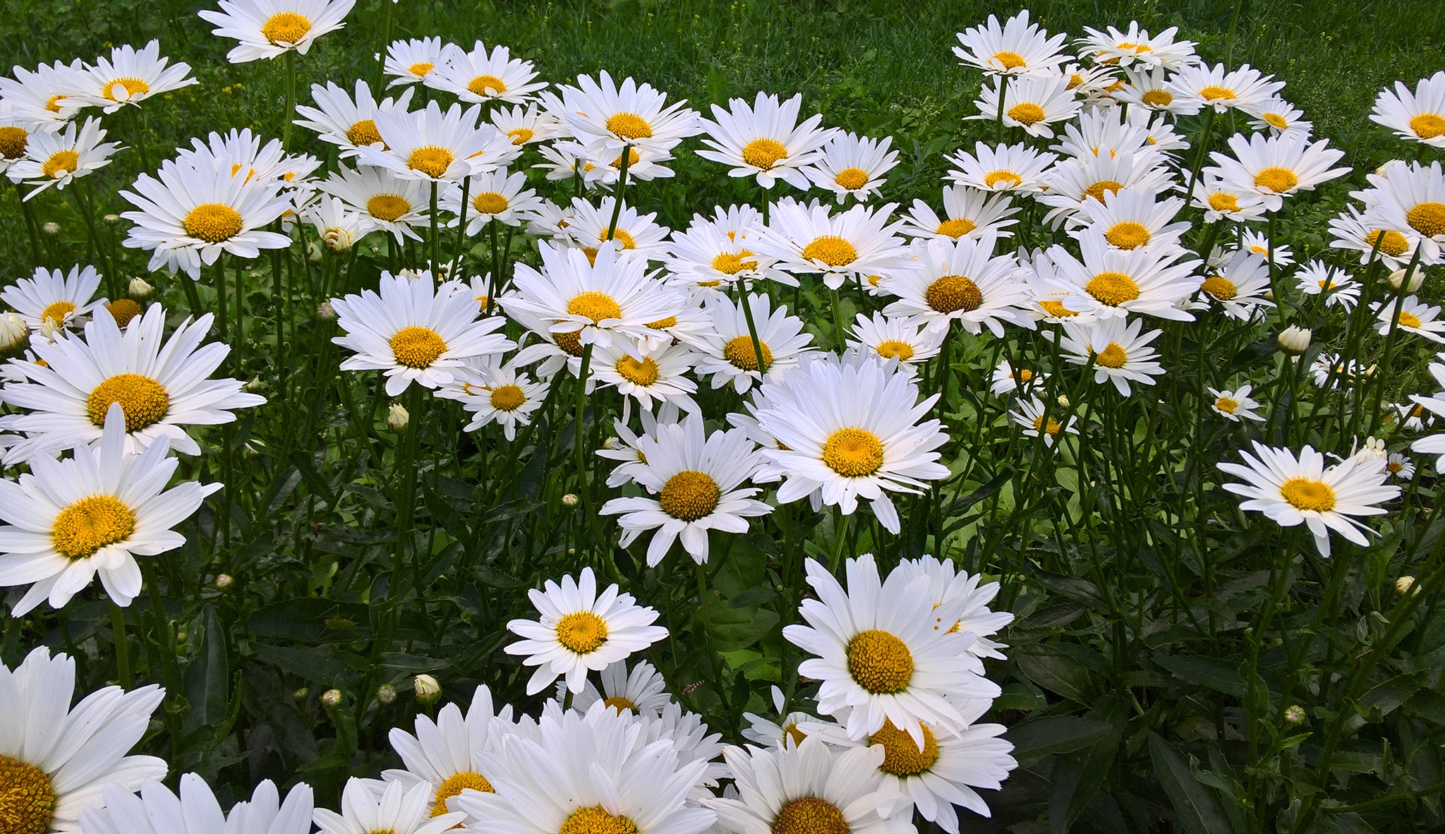 earth, chamomile, flower, nature, white flower 1080p
