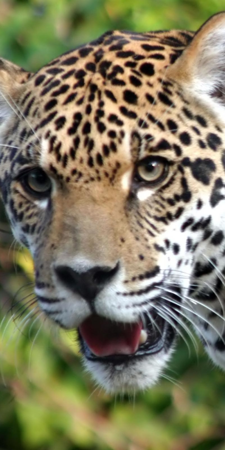 Download mobile wallpaper Cats, Jaguar, Animal for free.