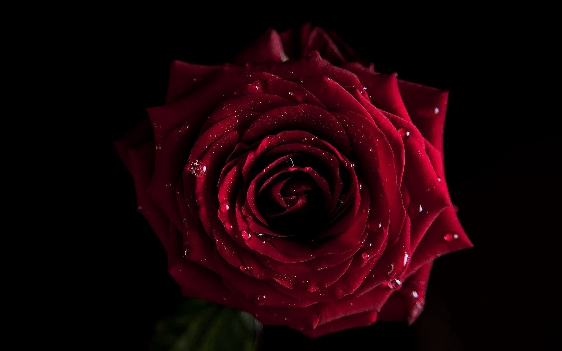 Téléchargez gratuitement l'image Bourgeon, Drops, Pétales, Ombre, Une Rose, Rose, Sombre sur le bureau de votre PC