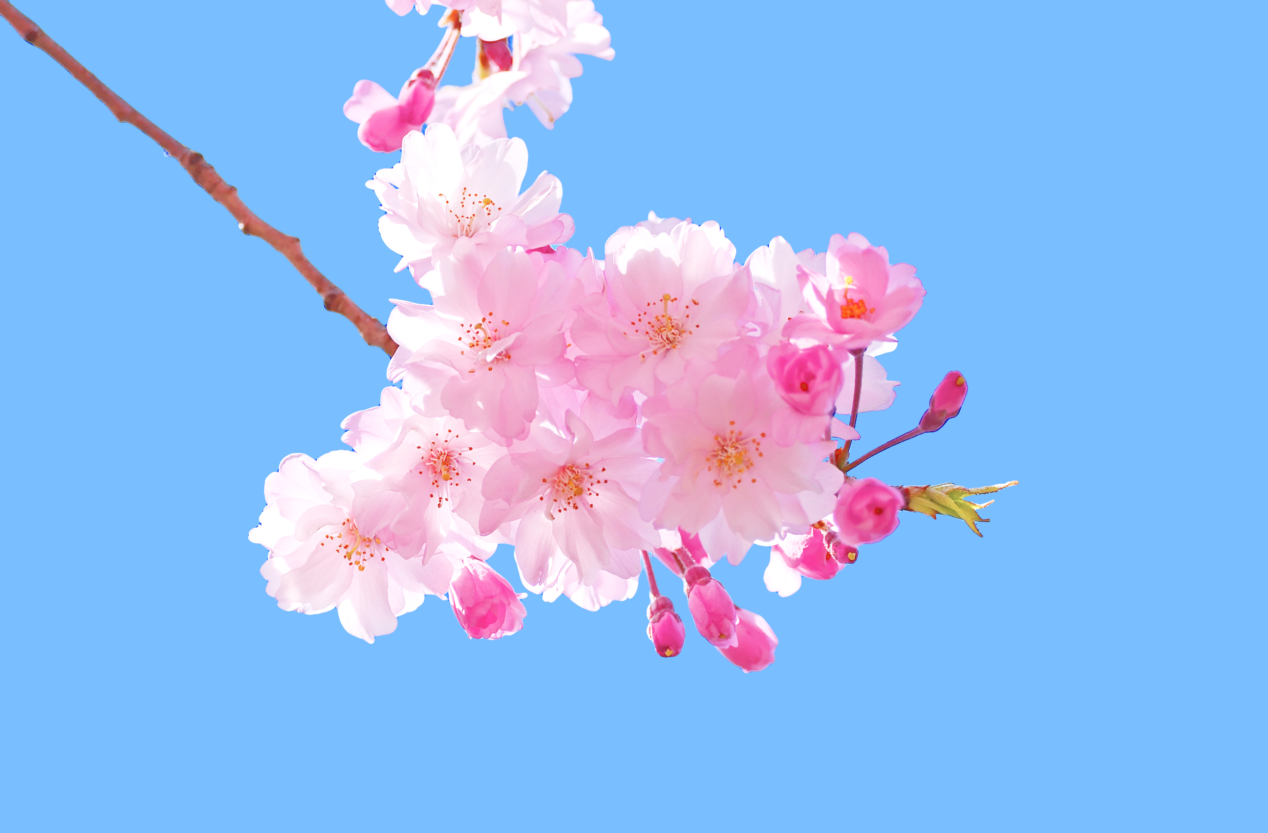 Handy-Wallpaper Blumen, Blume, Ast, Blüte, Himmel, Erde/natur, Pinke Blume kostenlos herunterladen.