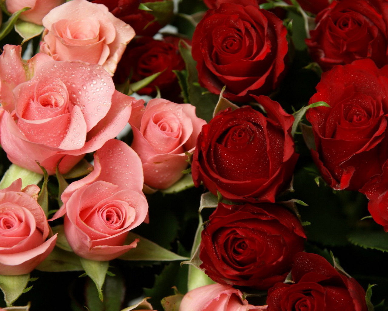 12771 baixar papel de parede rosas, plantas, flores, vermelho - protetores de tela e imagens gratuitamente