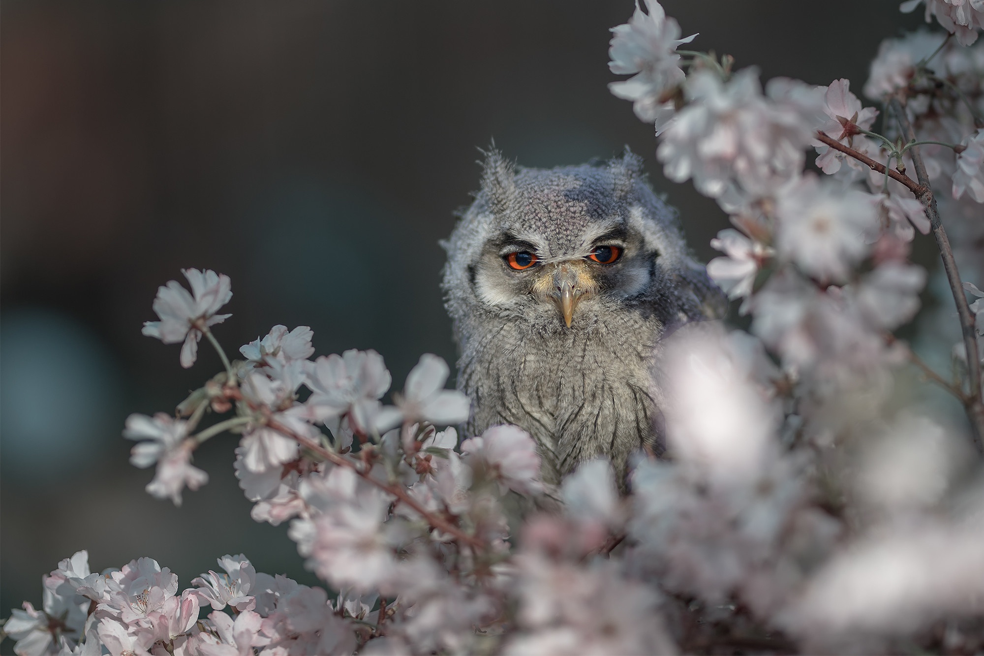 Download mobile wallpaper Birds, Owl, Flower, Bird, Animal, Blossom for free.