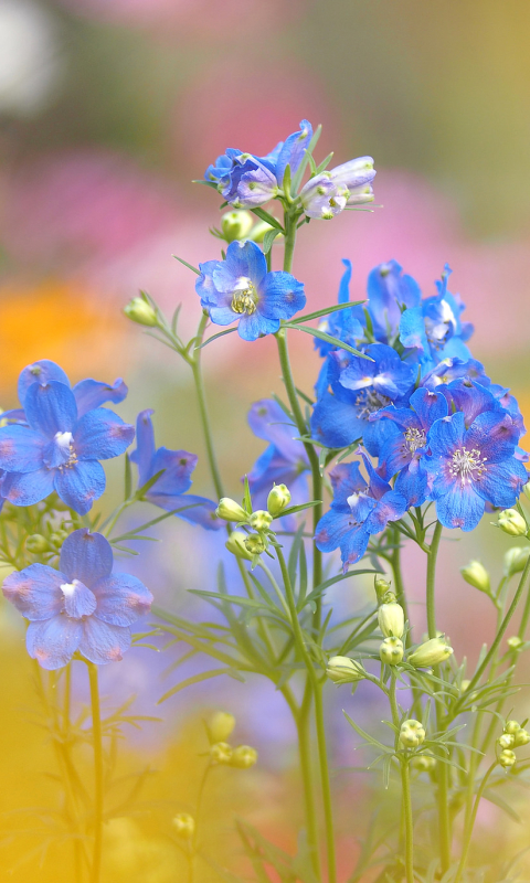 Descarga gratuita de fondo de pantalla para móvil de Naturaleza, Flores, Flor, Tierra/naturaleza, Flor Azul.