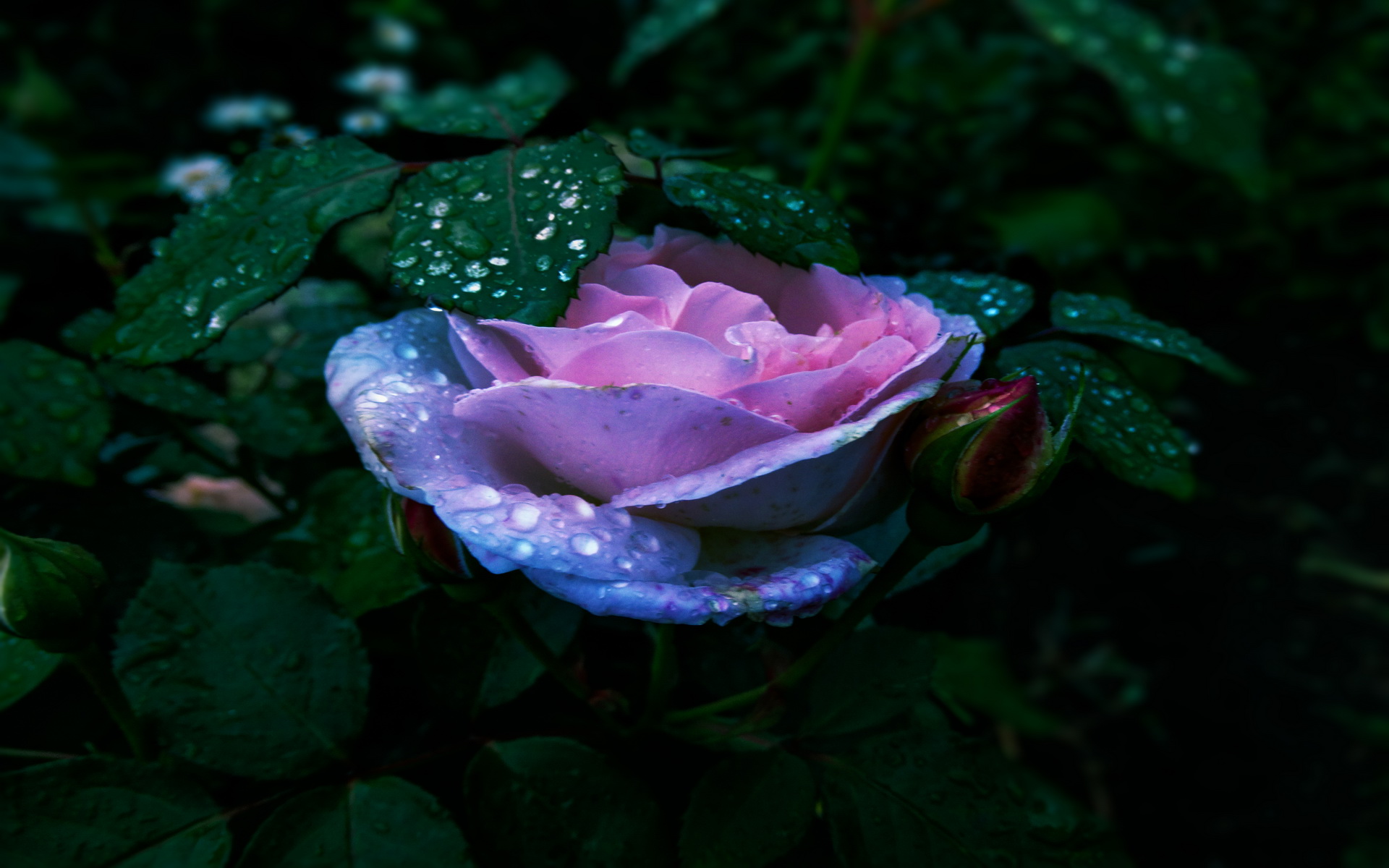 Téléchargez gratuitement l'image Fleurs, Rose, Terre/nature sur le bureau de votre PC