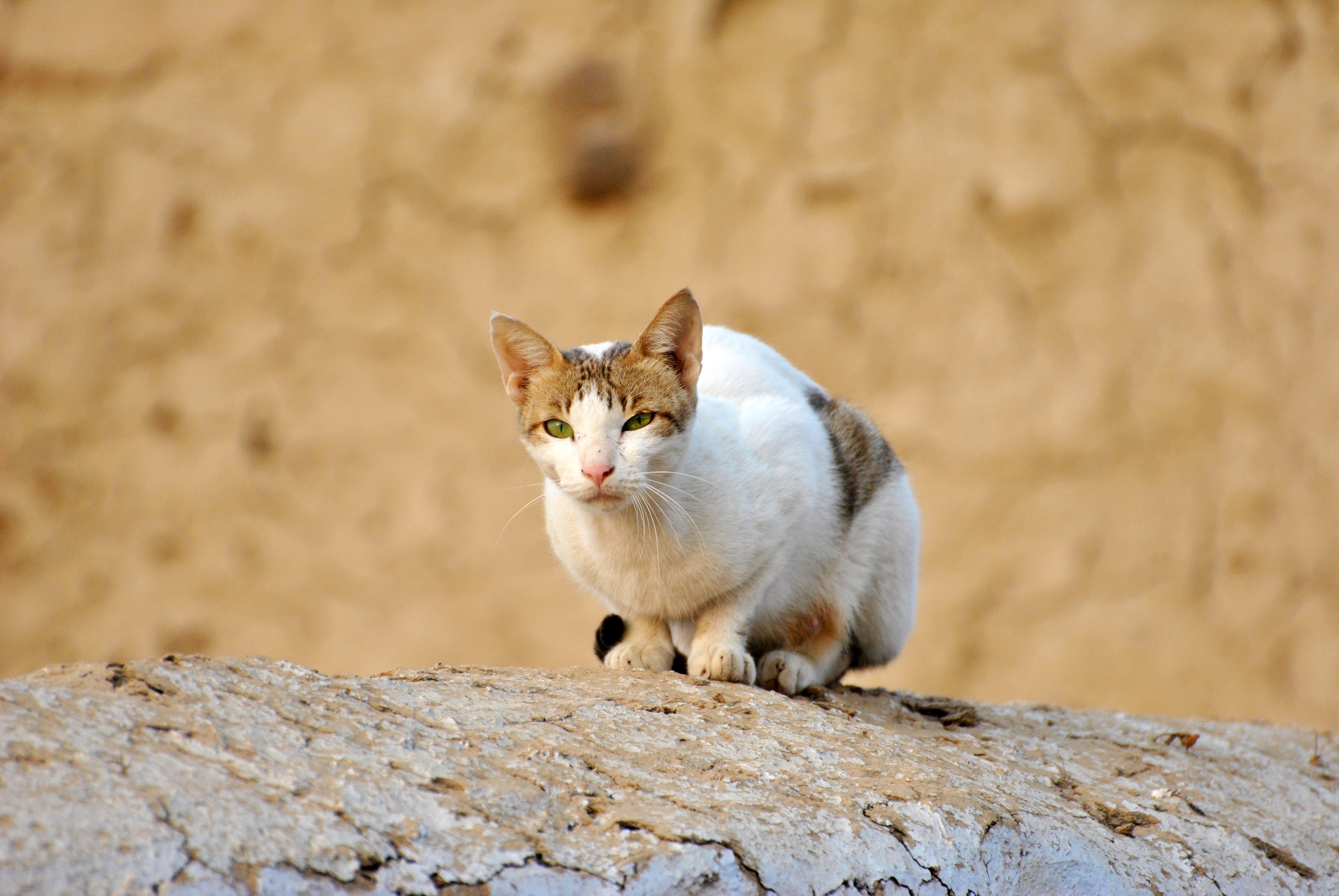 Laden Sie das Tiere, Katzen, Katze, Grüne Augen-Bild kostenlos auf Ihren PC-Desktop herunter