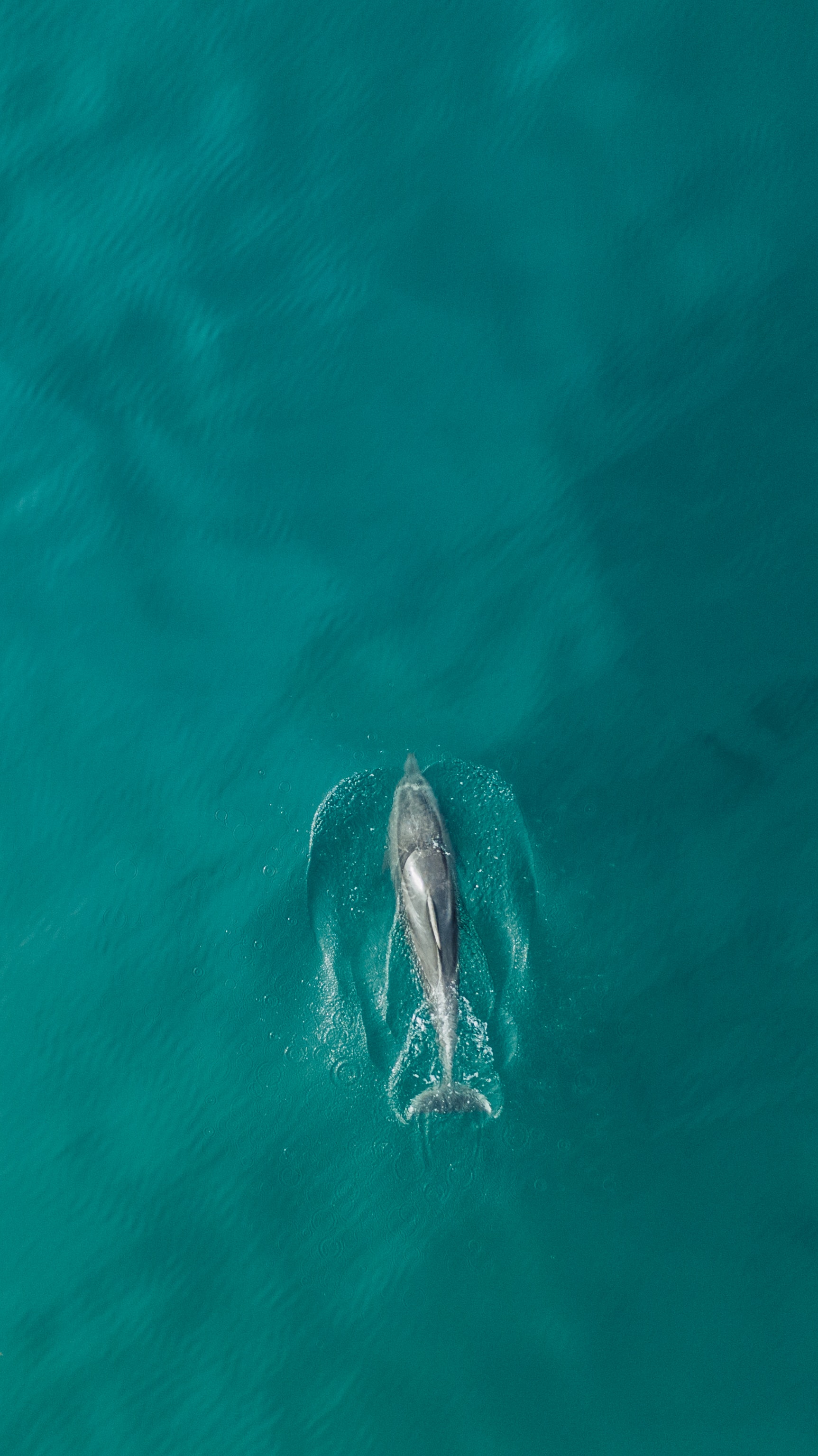 fish, animals, water, view from above, ocean, dolphin