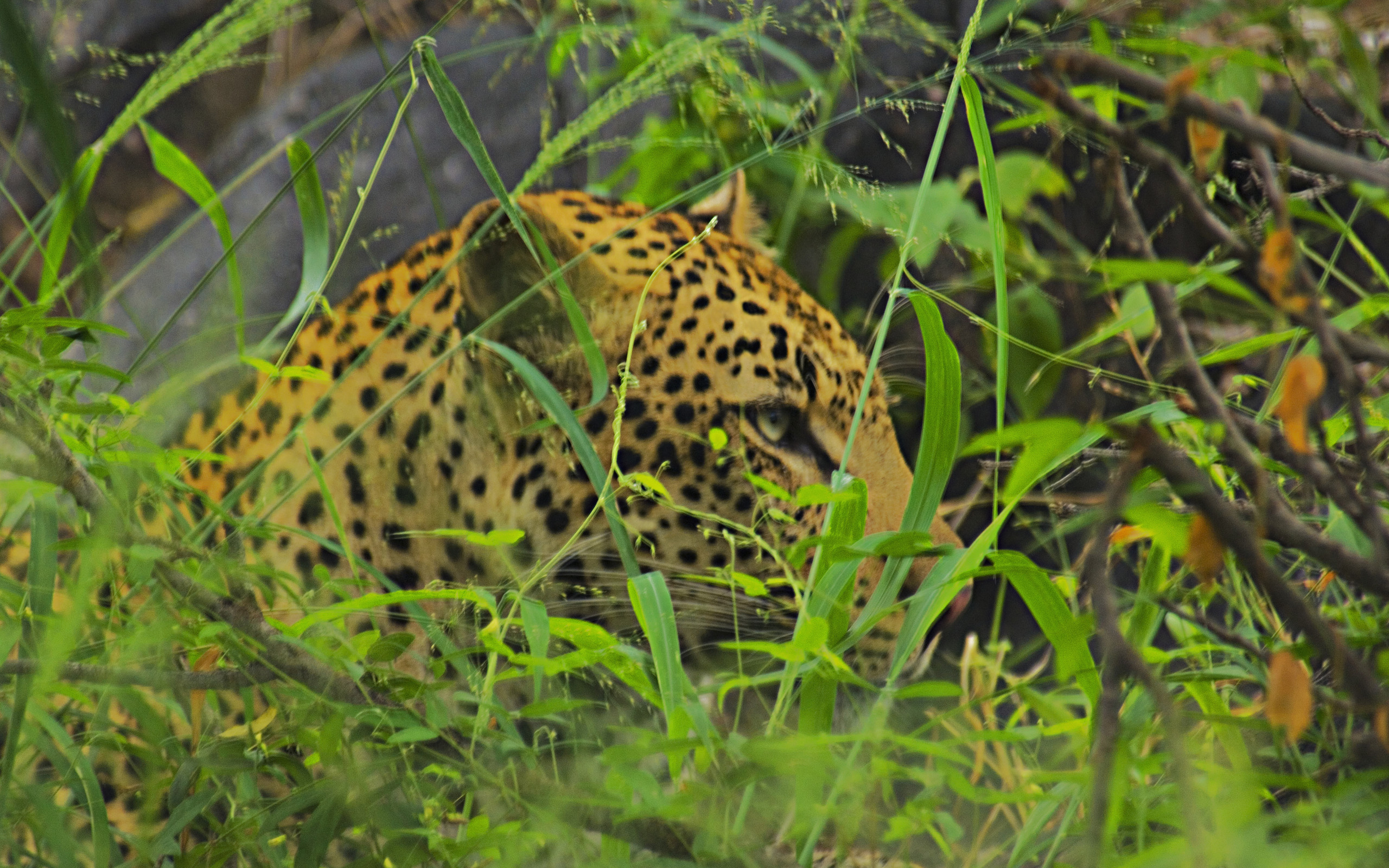 Free download wallpaper Leopard, Cats, Animal on your PC desktop