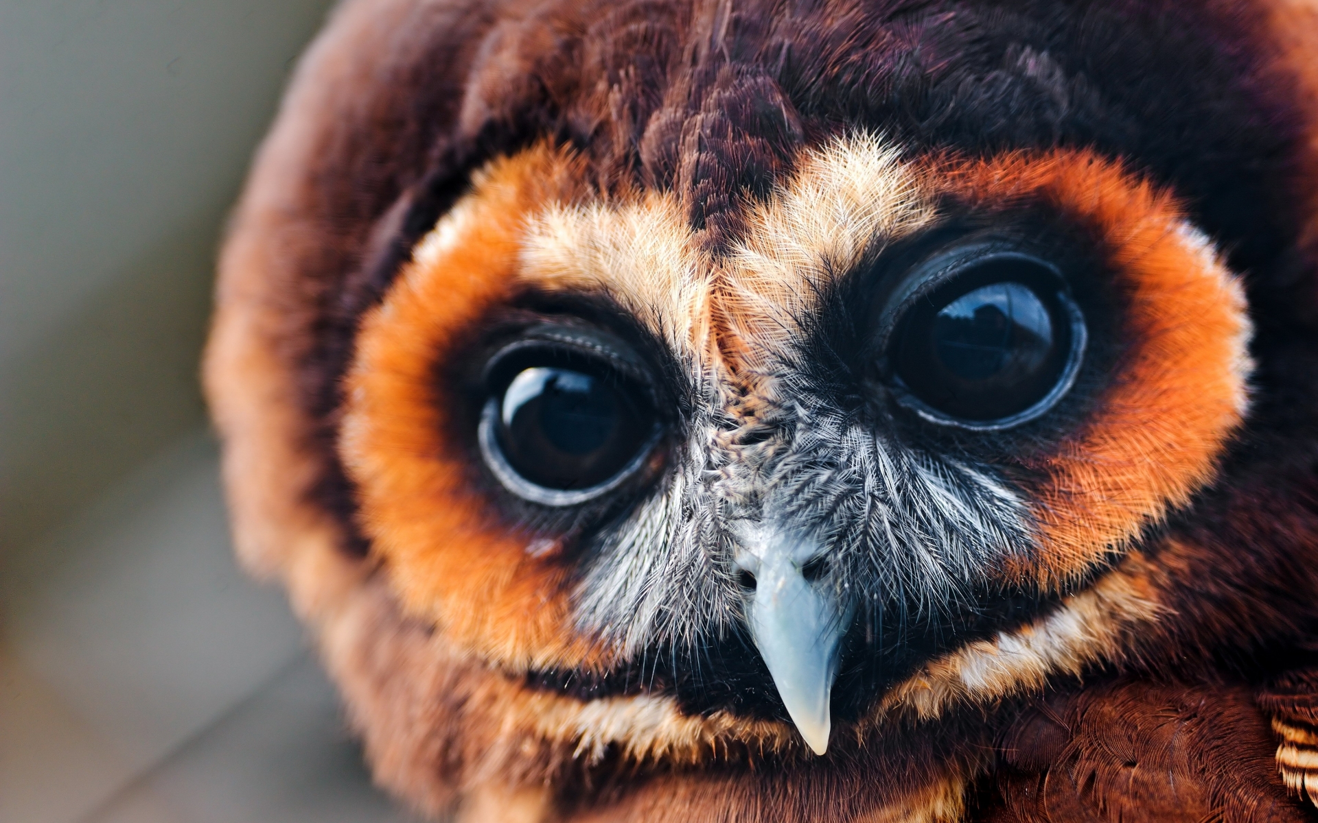 Free download wallpaper Nature, Birds, Owl, Bird, Animal, Eye on your PC desktop
