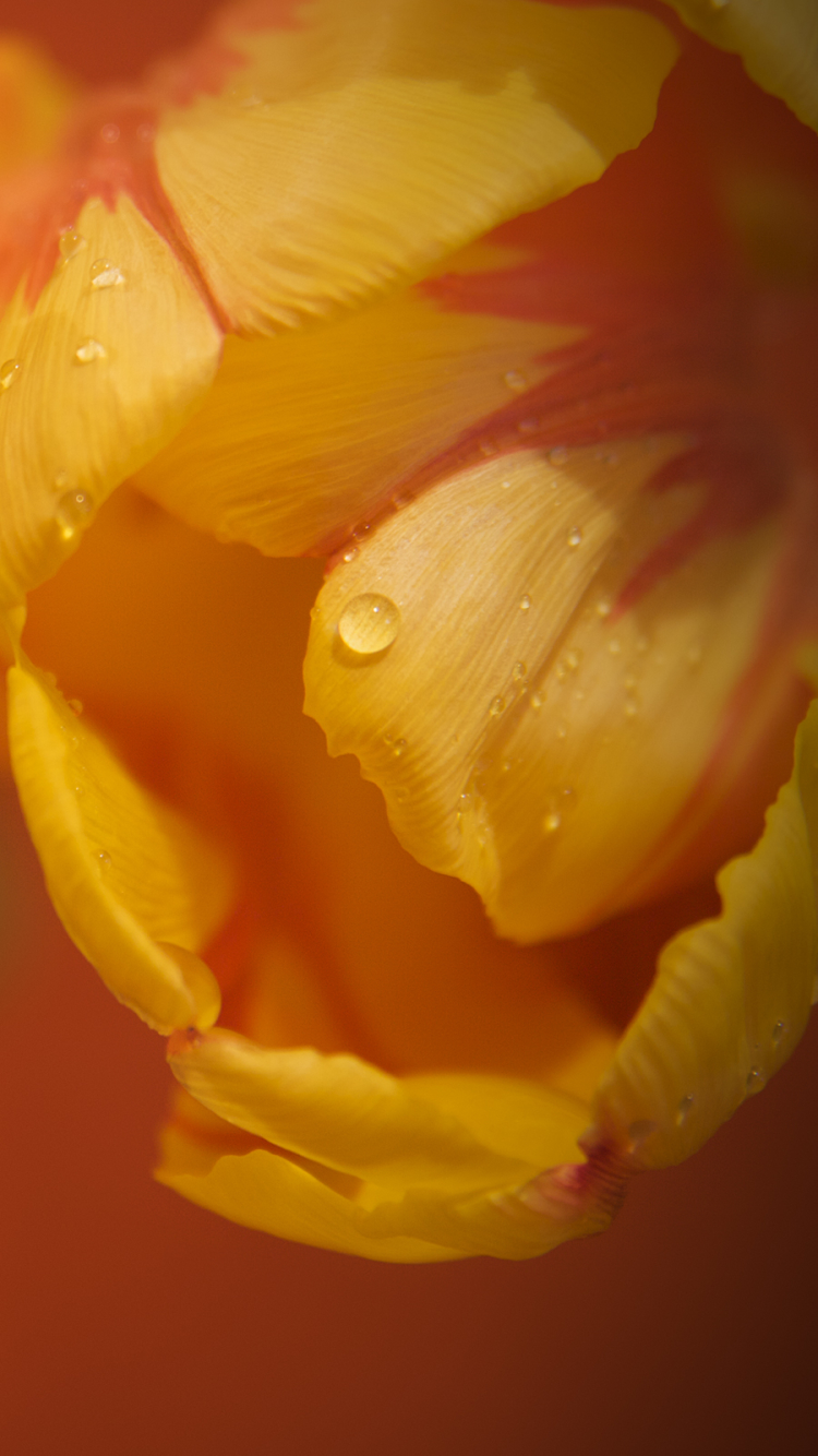 1118830 Bildschirmschoner und Hintergrundbilder Blumen auf Ihrem Telefon. Laden Sie  Bilder kostenlos herunter