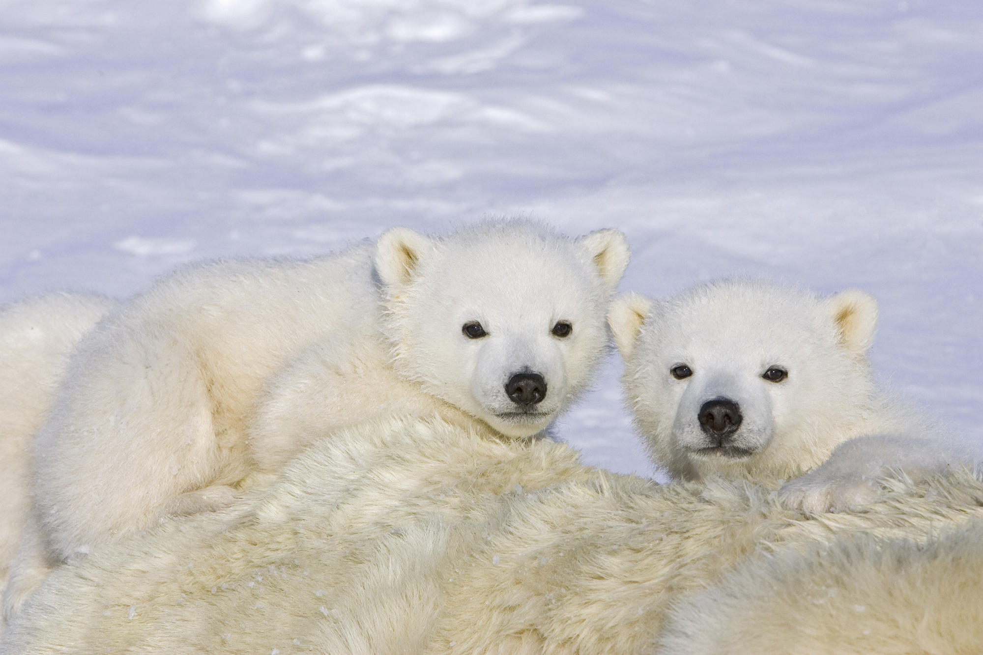 176042 descargar imagen animales, oso polar, osos: fondos de pantalla y protectores de pantalla gratis