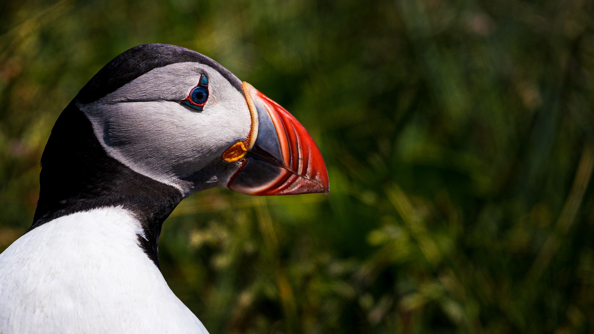 Download mobile wallpaper Birds, Bird, Animal, Puffin for free.